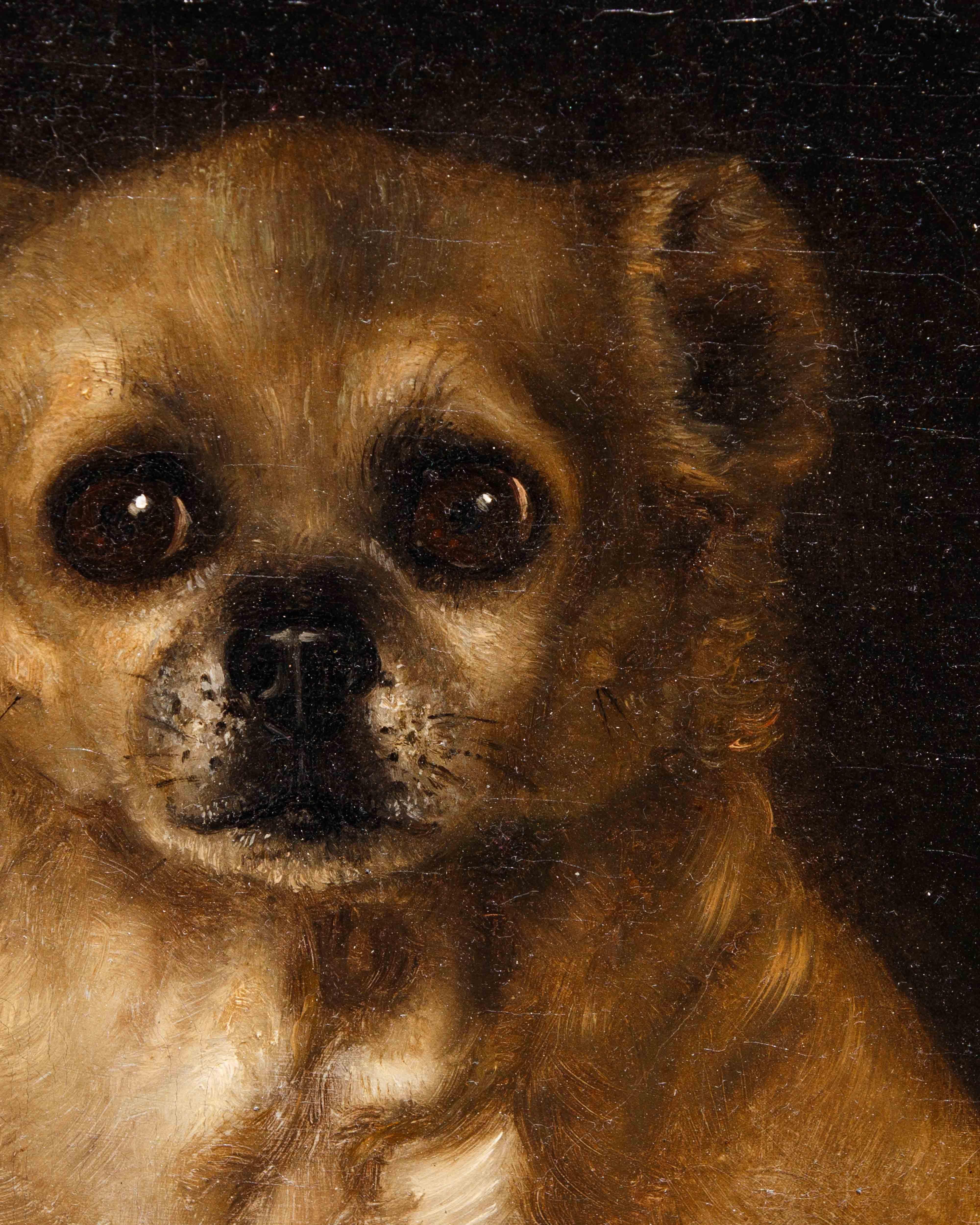 A olio Scuola italiana, sec. XVIII, Ritratto di cagnolino in vendita