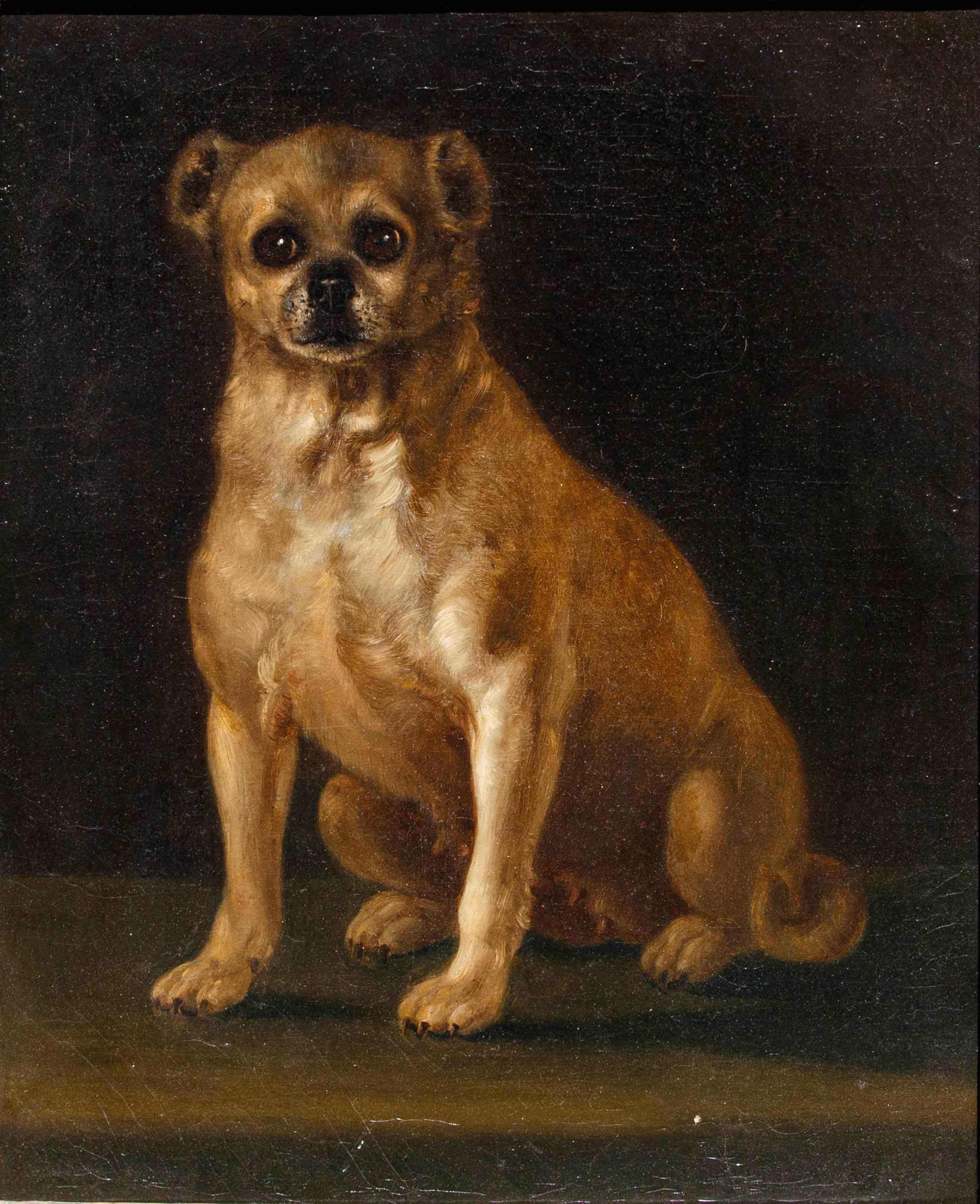 18th Century and Earlier Scuola italiana, sec. XVIII, Ritratto di cagnolino in vendita