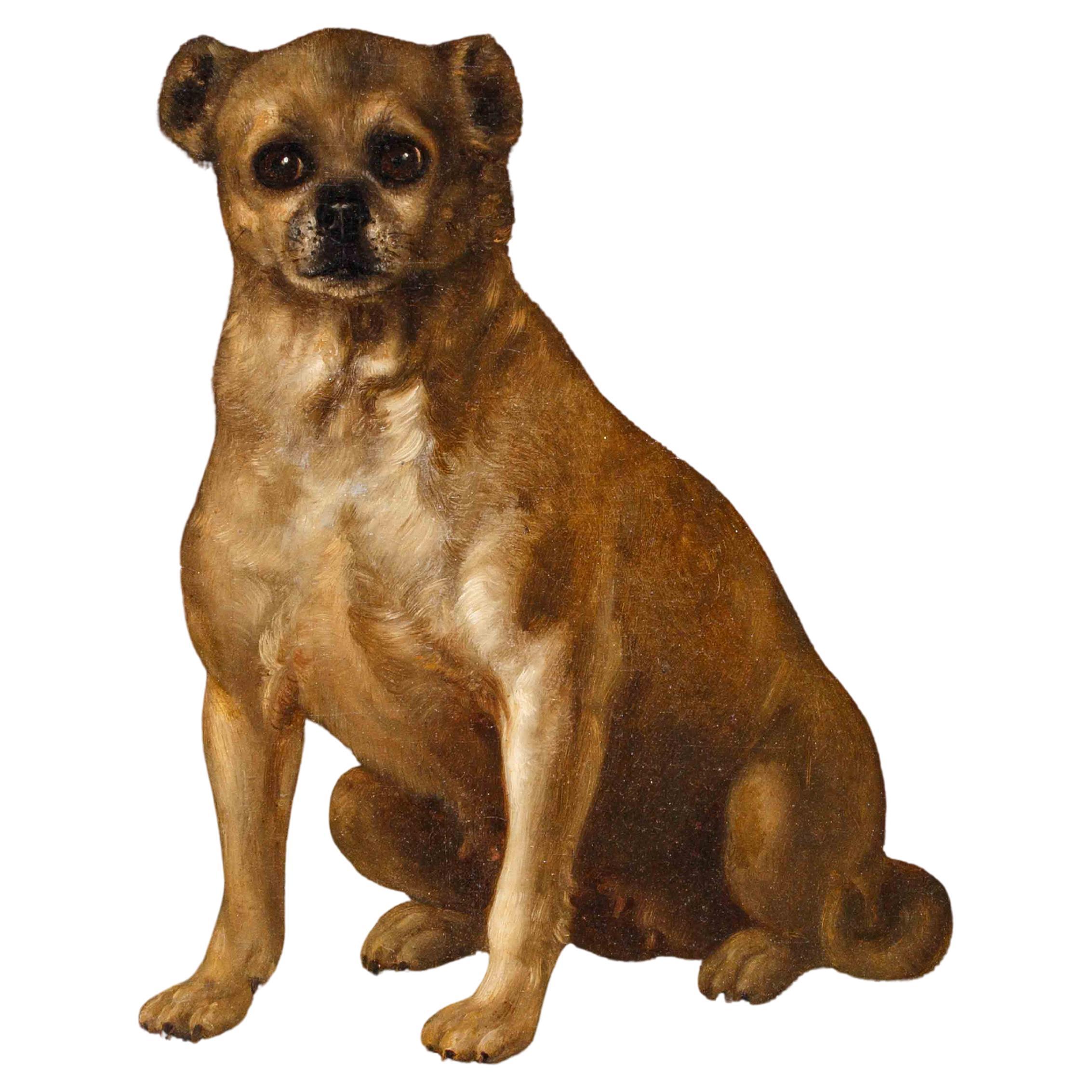 Scuola italiana, sec. XVIII, Ritratto di cagnolino in vendita