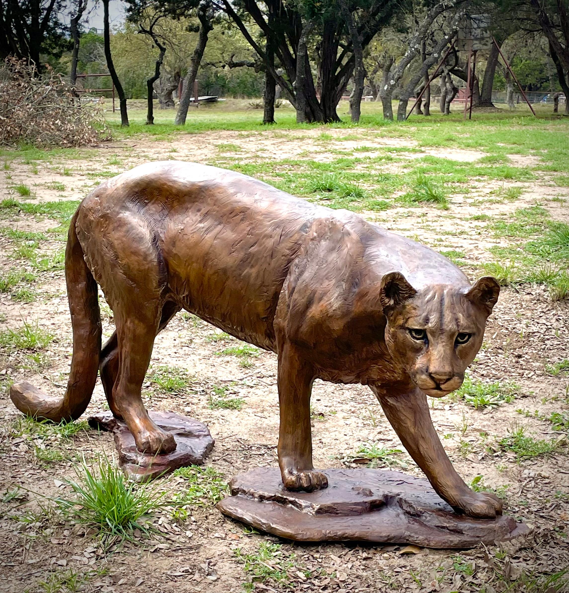 Scy Figurative Sculpture - "COUGAR" MOUNTAIN LION LIFE SIZE AWESOME.  KEEPS THE CRITTERS OUT OF YOUR YARD!!