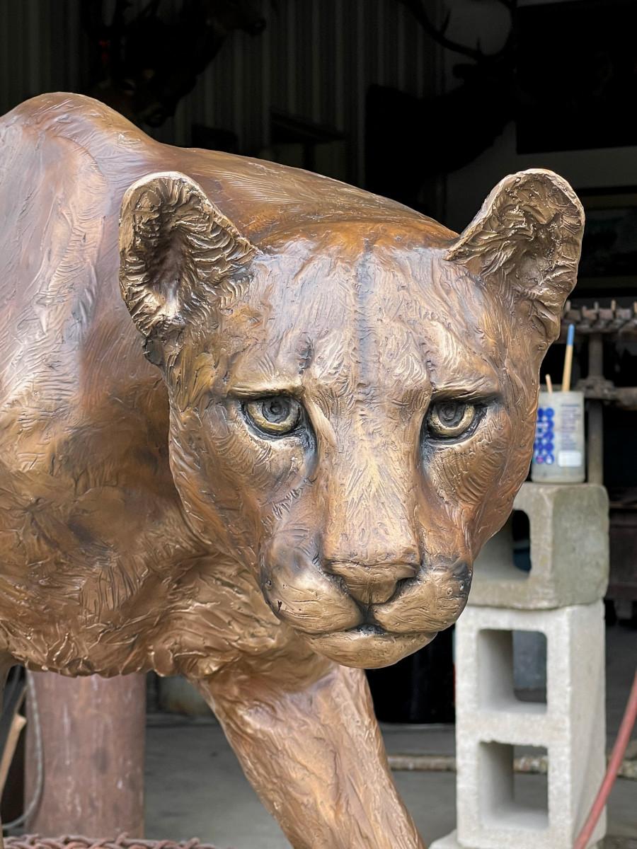 cougar size