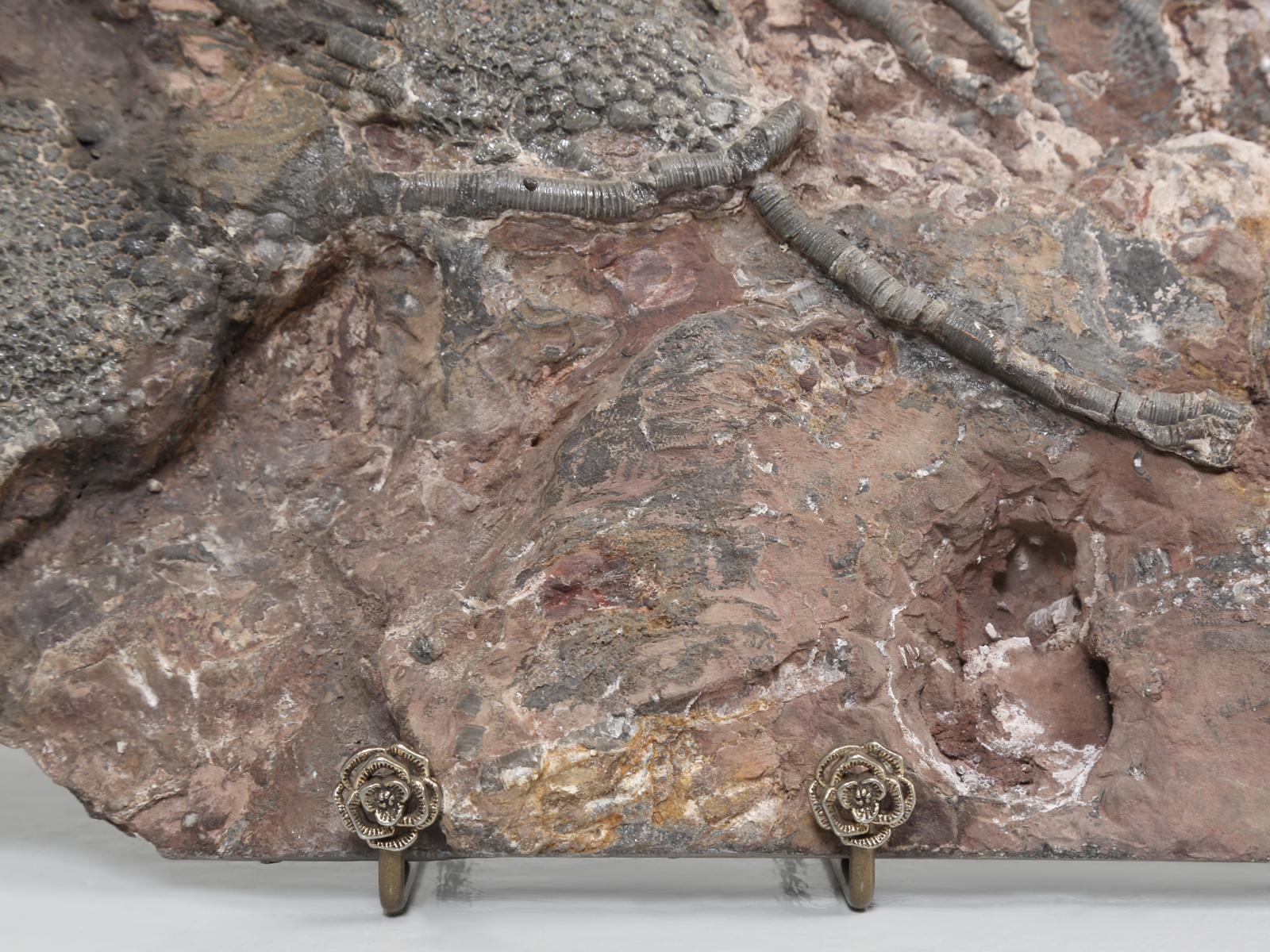 Scyhocrinus Elegans or Crinoid Fossil from Morocco 450 Million Years Old 2