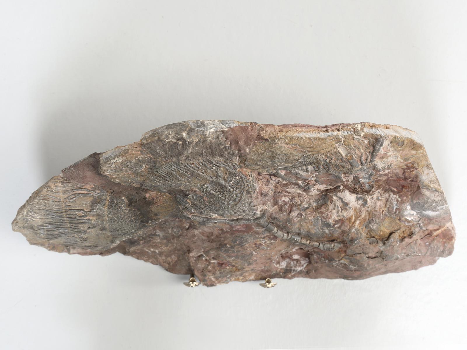 Scyhocrinus Elegans or Crinoid Fossil from Morocco 450 Million Years Old 3