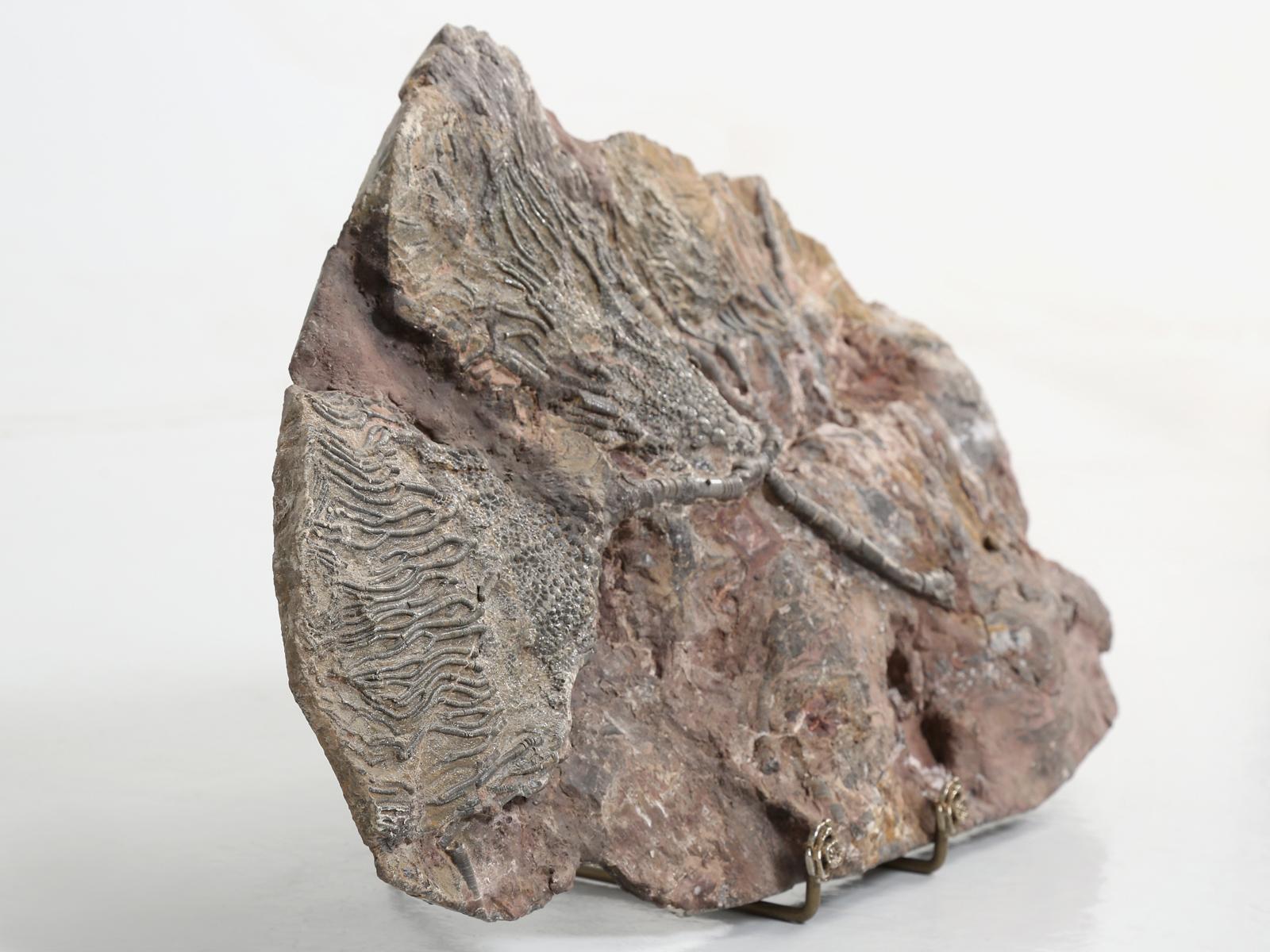 Scyhocrinus Elegans or Crinoid Fossil from Morocco 450 Million Years Old 4