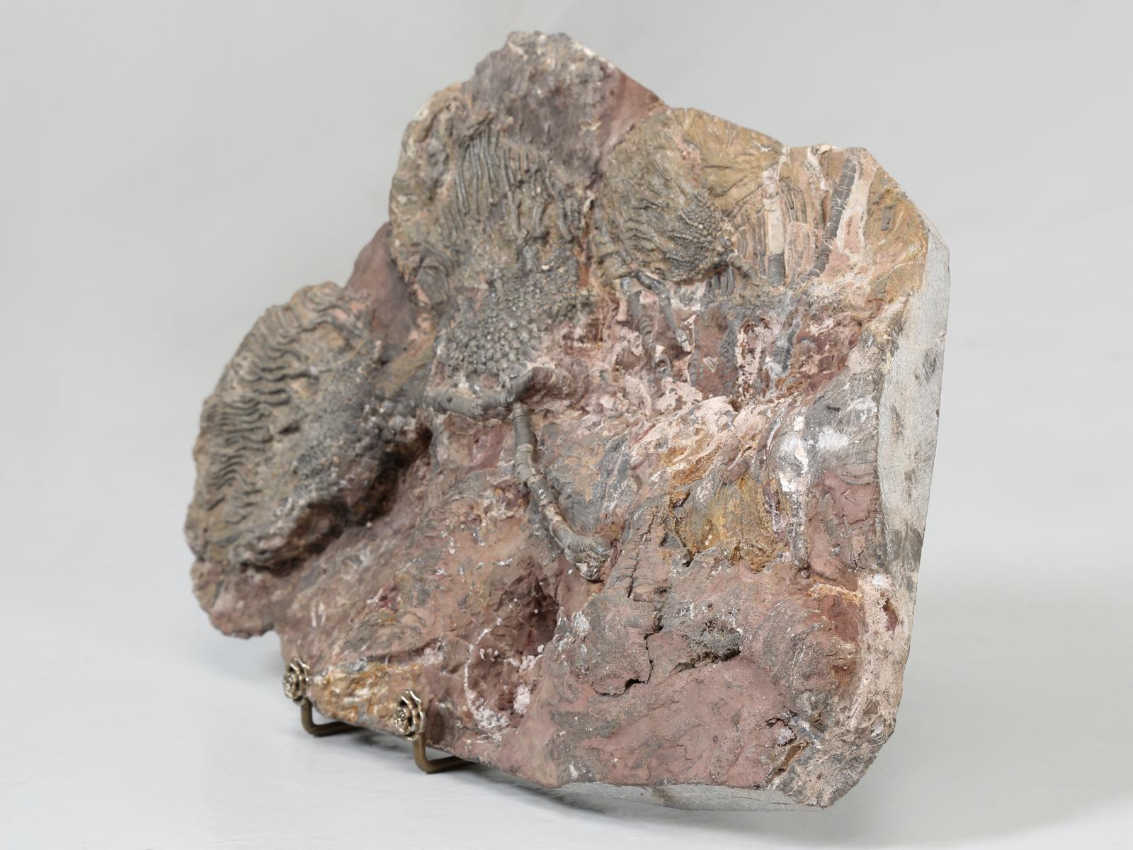 Scyhocrinus Elegans or Crinoid Fossil from Morocco 450 Million Years Old 5