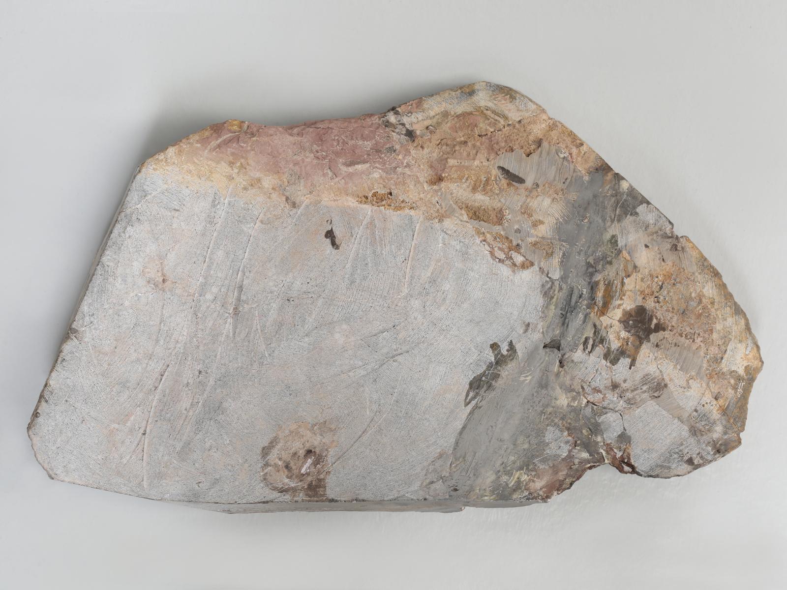 Scyhocrinus Elegans or Crinoid Fossil from Morocco 450 Million Years Old 6