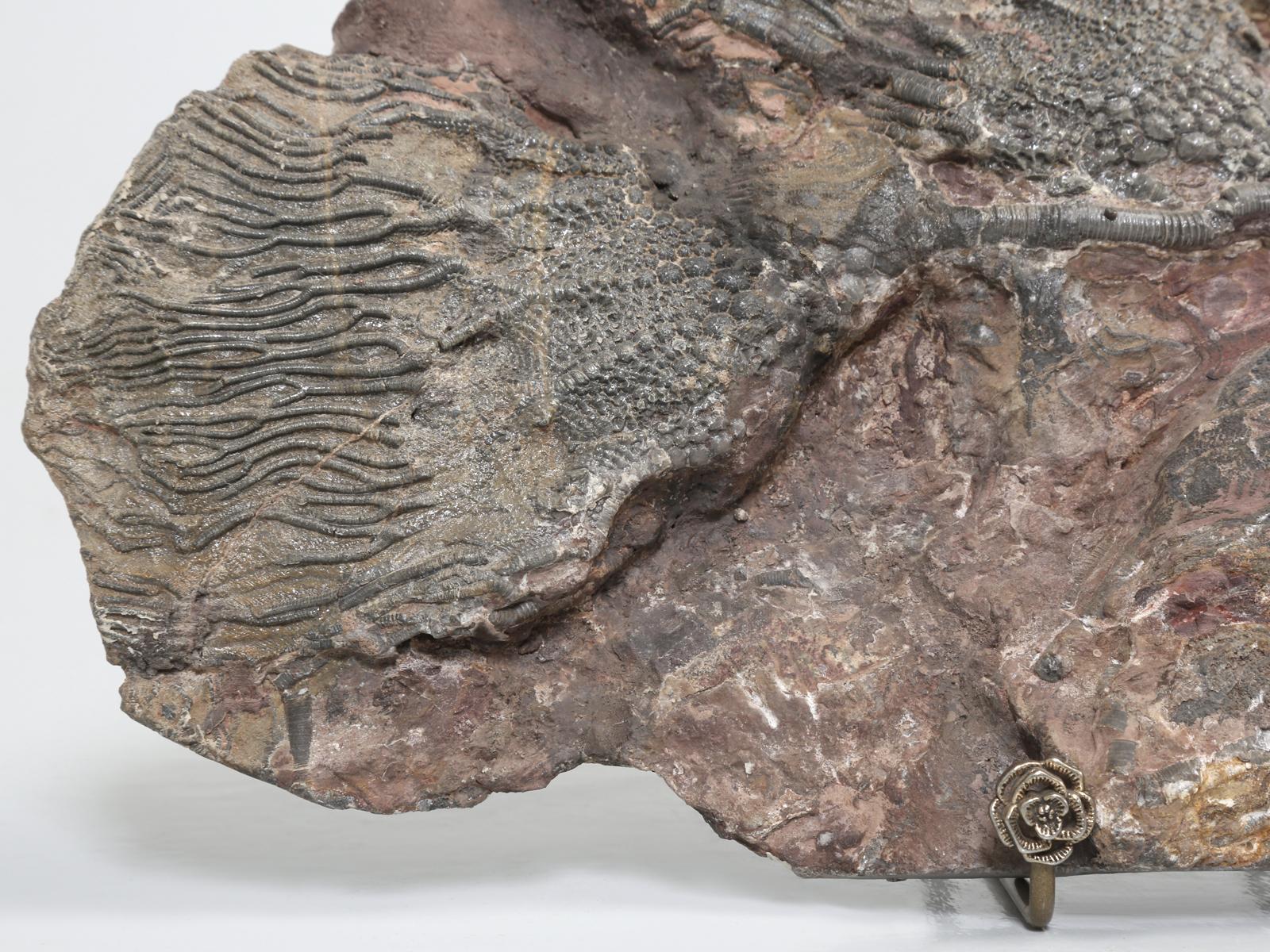 Crinoid fossils are more commonly known as sea lilies which are members of the Echinodermata phylum, starfish and sea urchins. Our particular Crinoid plate fossil originates from Morocco, where our old friend searches for them. They look more like