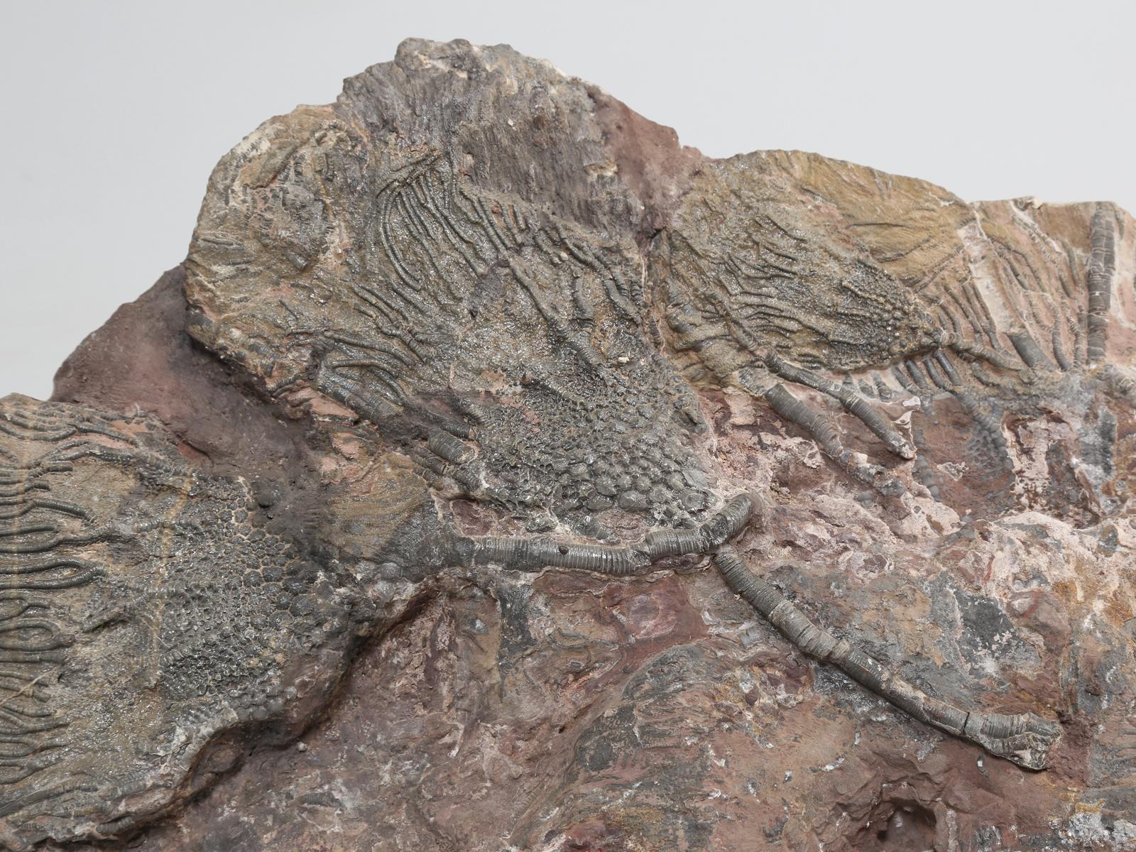 Prehistoric Scyhocrinus Elegans or Crinoid Fossil from Morocco 450 Million Years Old