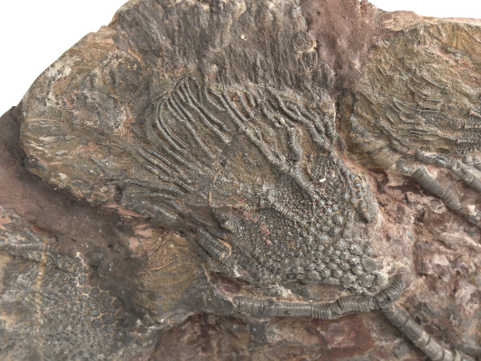 Moroccan Scyhocrinus Elegans or Crinoid Fossil from Morocco 450 Million Years Old