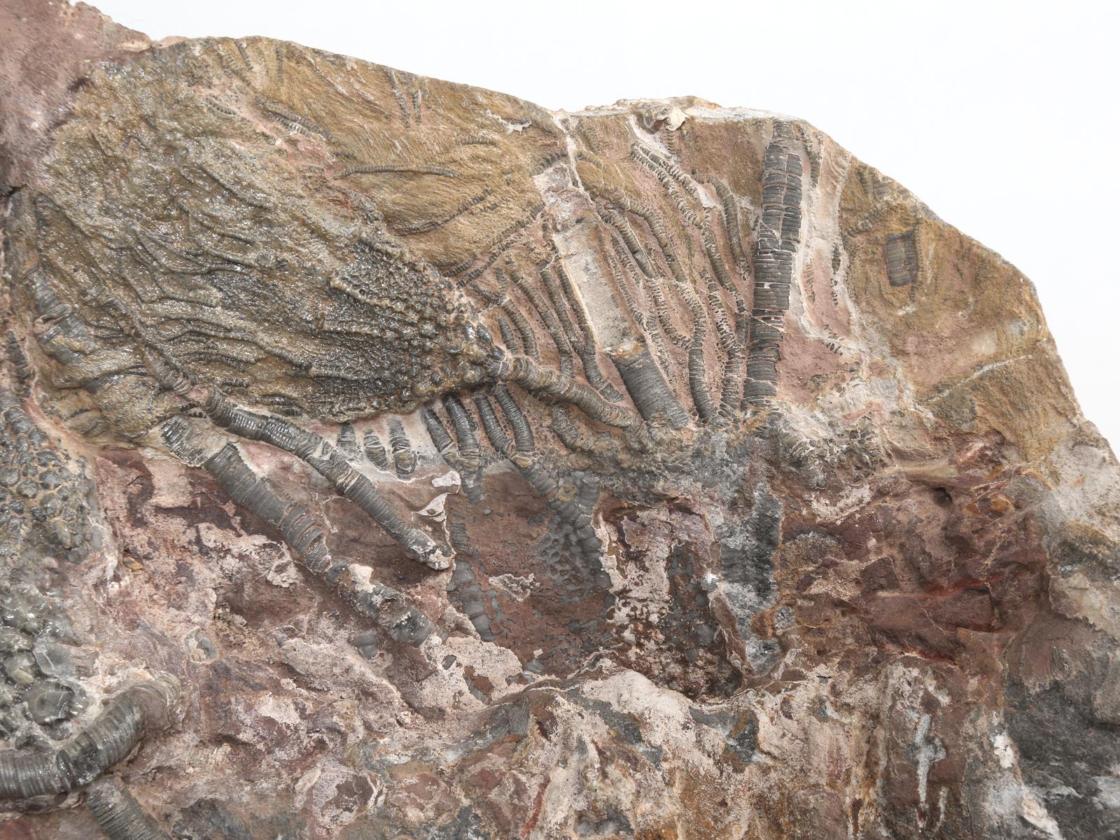Scyhocrinus Elegans or Crinoid Fossil from Morocco 450 Million Years Old In Good Condition In Chicago, IL