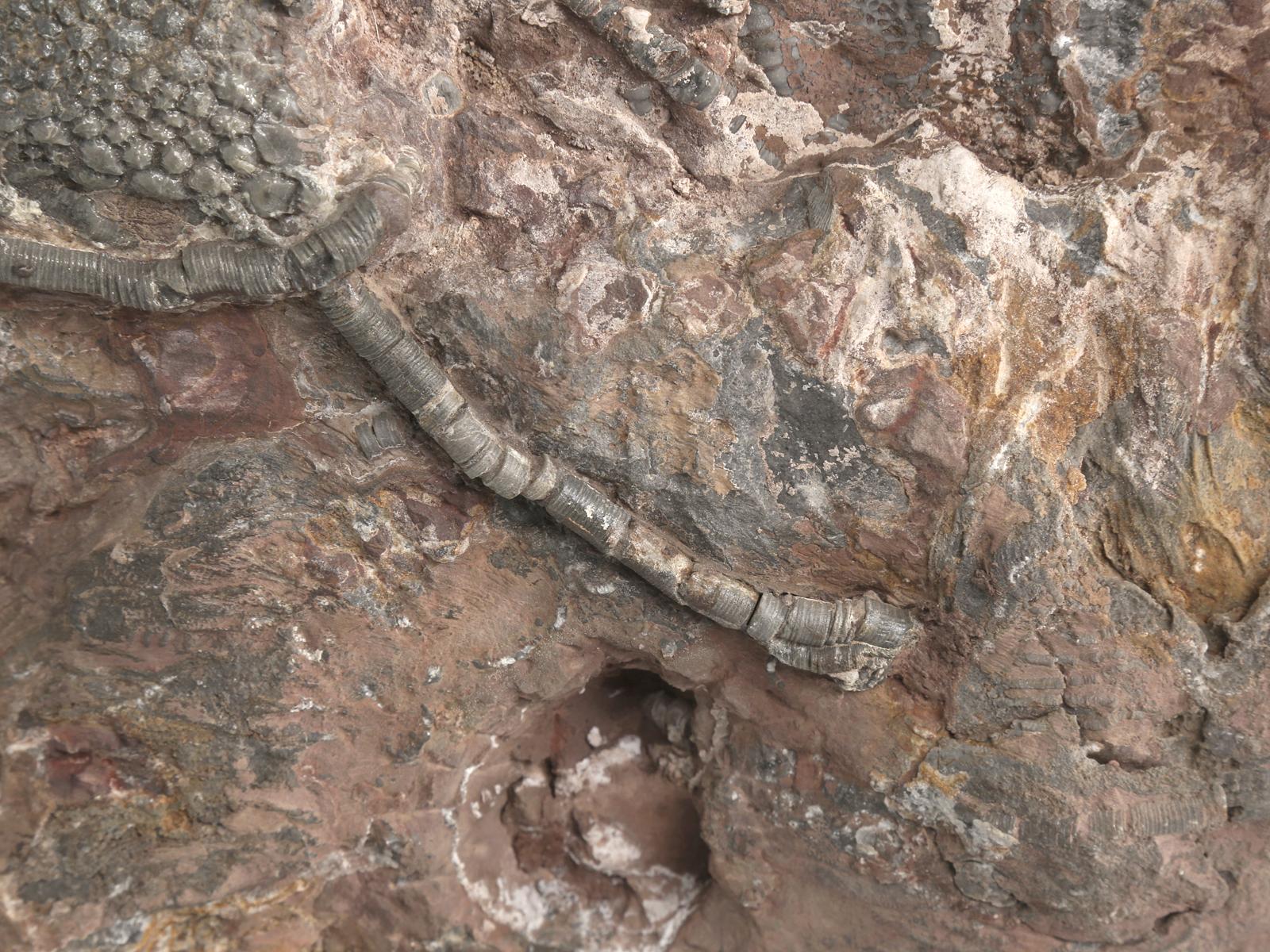 Stone Scyhocrinus Elegans or Crinoid Fossil from Morocco 450 Million Years Old