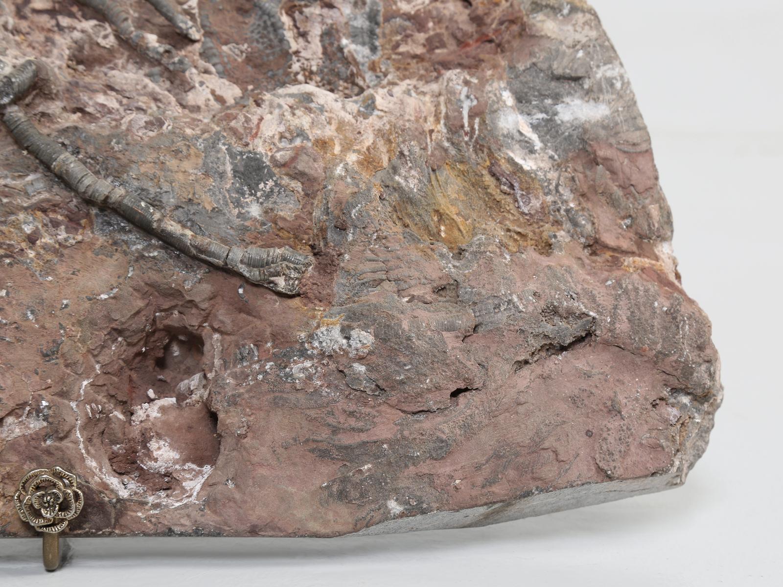 Scyhocrinus Elegans or Crinoid Fossil from Morocco 450 Million Years Old 1
