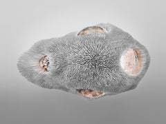 'Sea Anemone' Ceiling Light Sculpture by Pia Maria Raeder