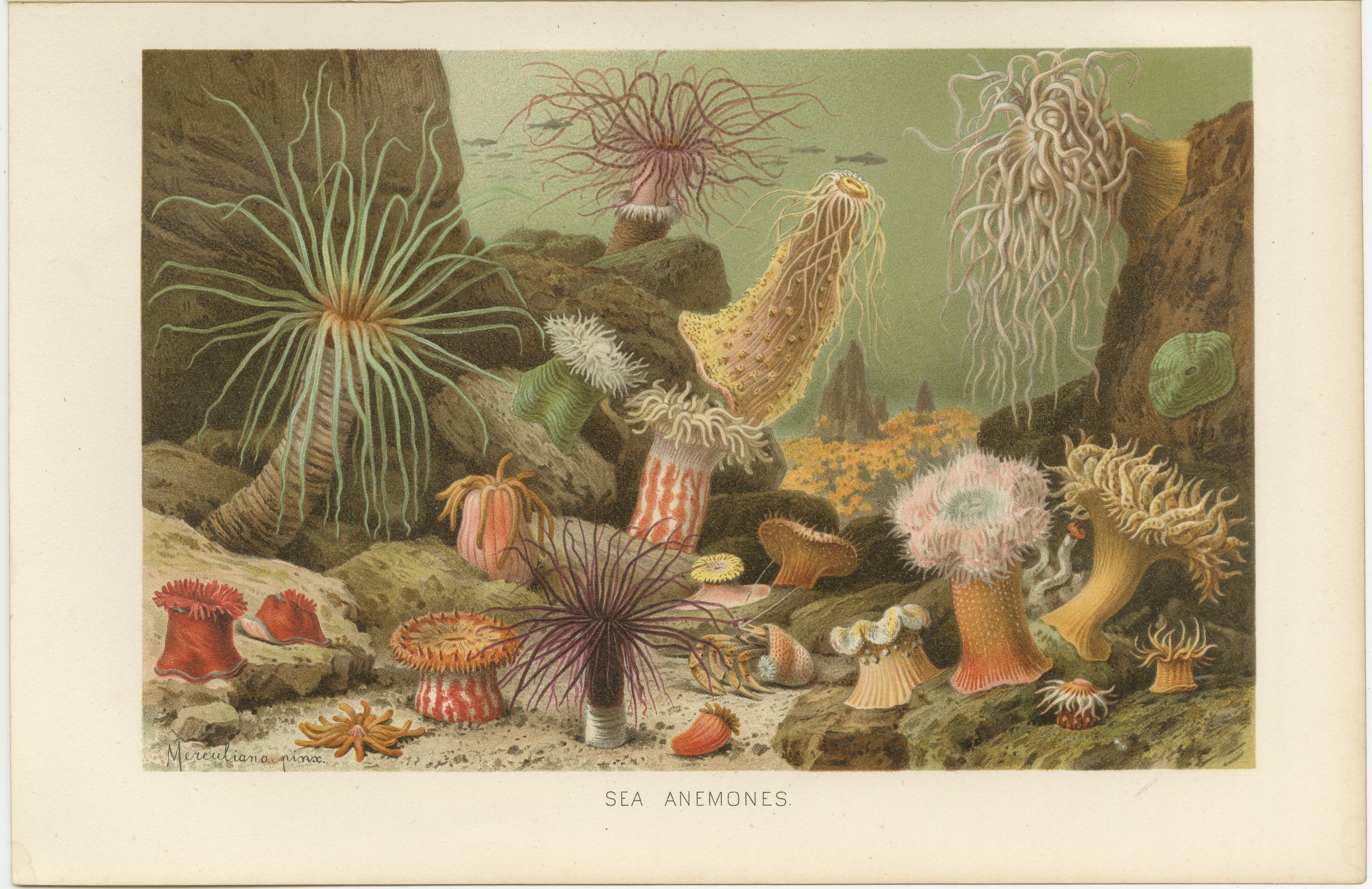 Sea Anemones – Colorful Marine Invertebrates, Royal Natural History, 1896