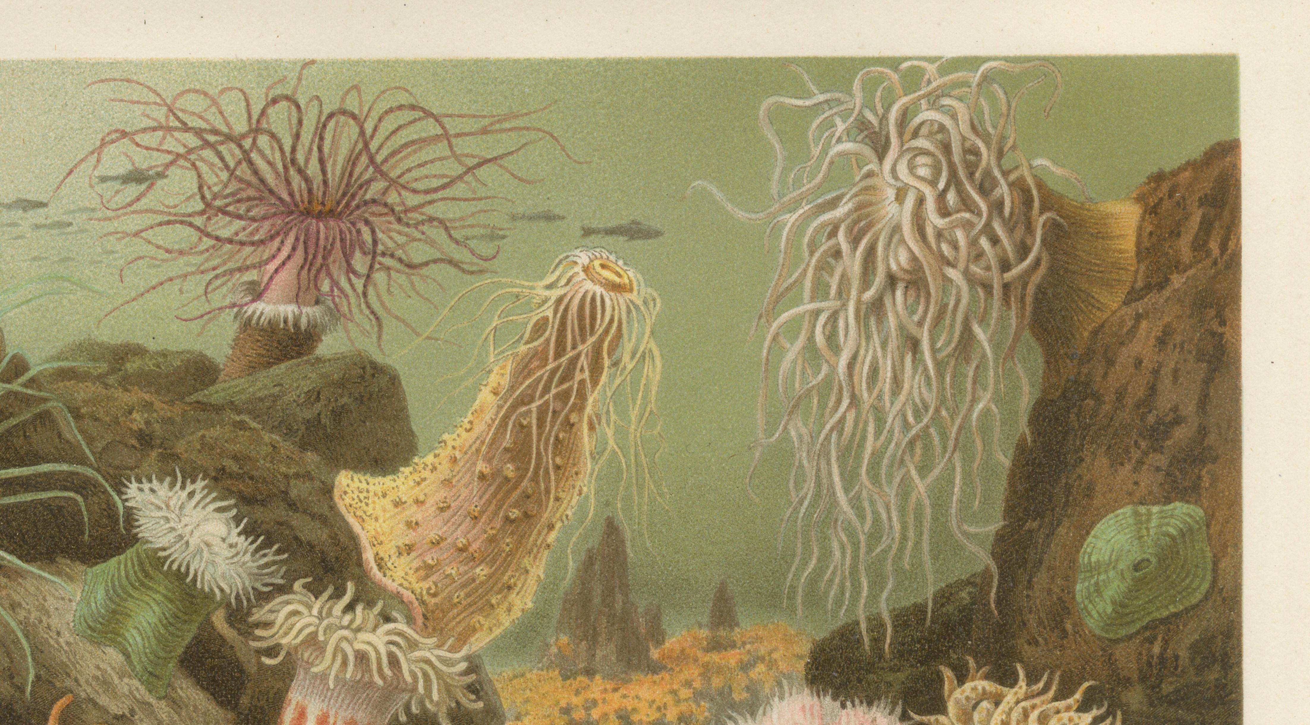 Sea Anemones – Colorful Marine Invertebrates, Royal Natural History, 1896