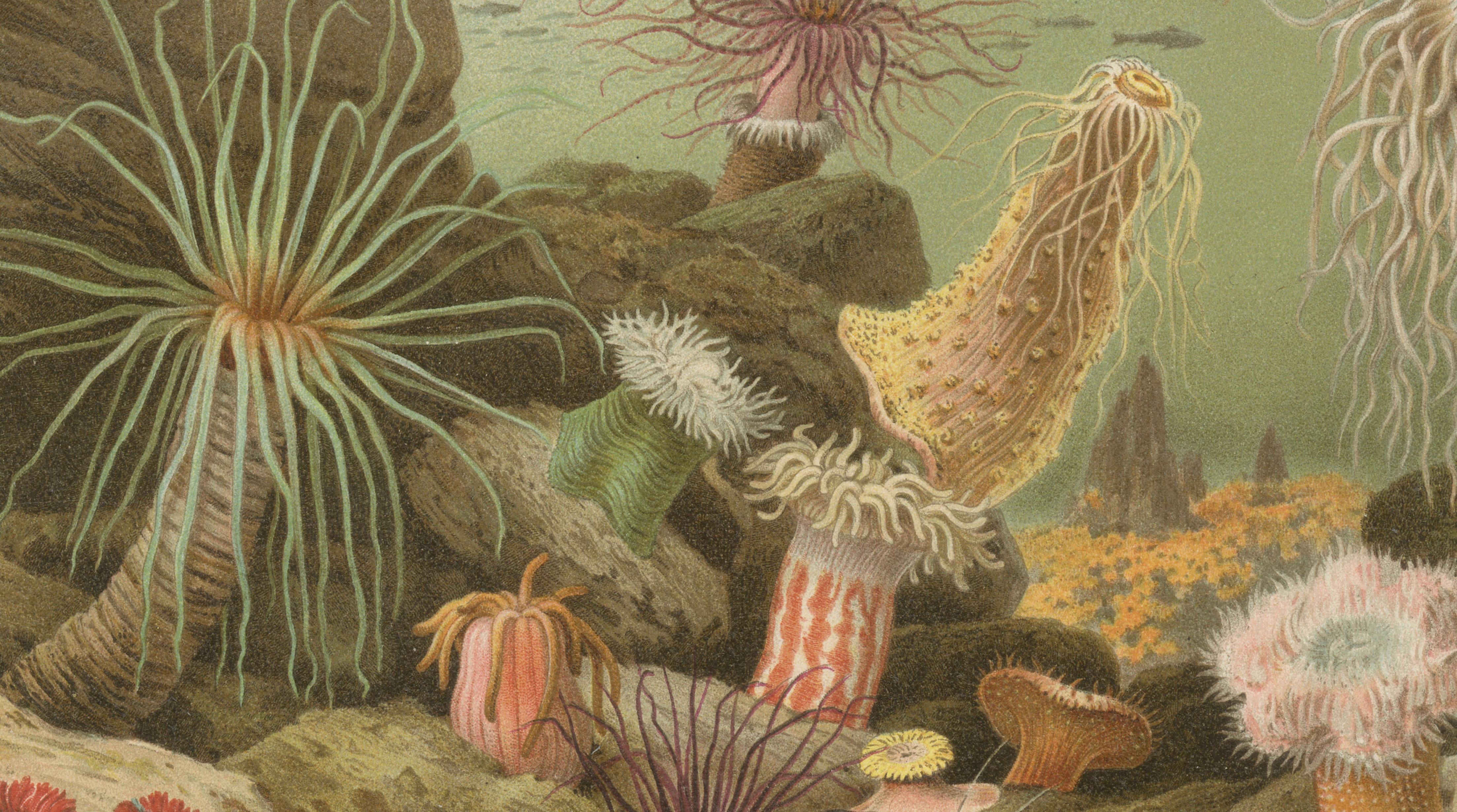 Sea Anemones – Colorful Marine Invertebrates, Royal Natural History, 1896