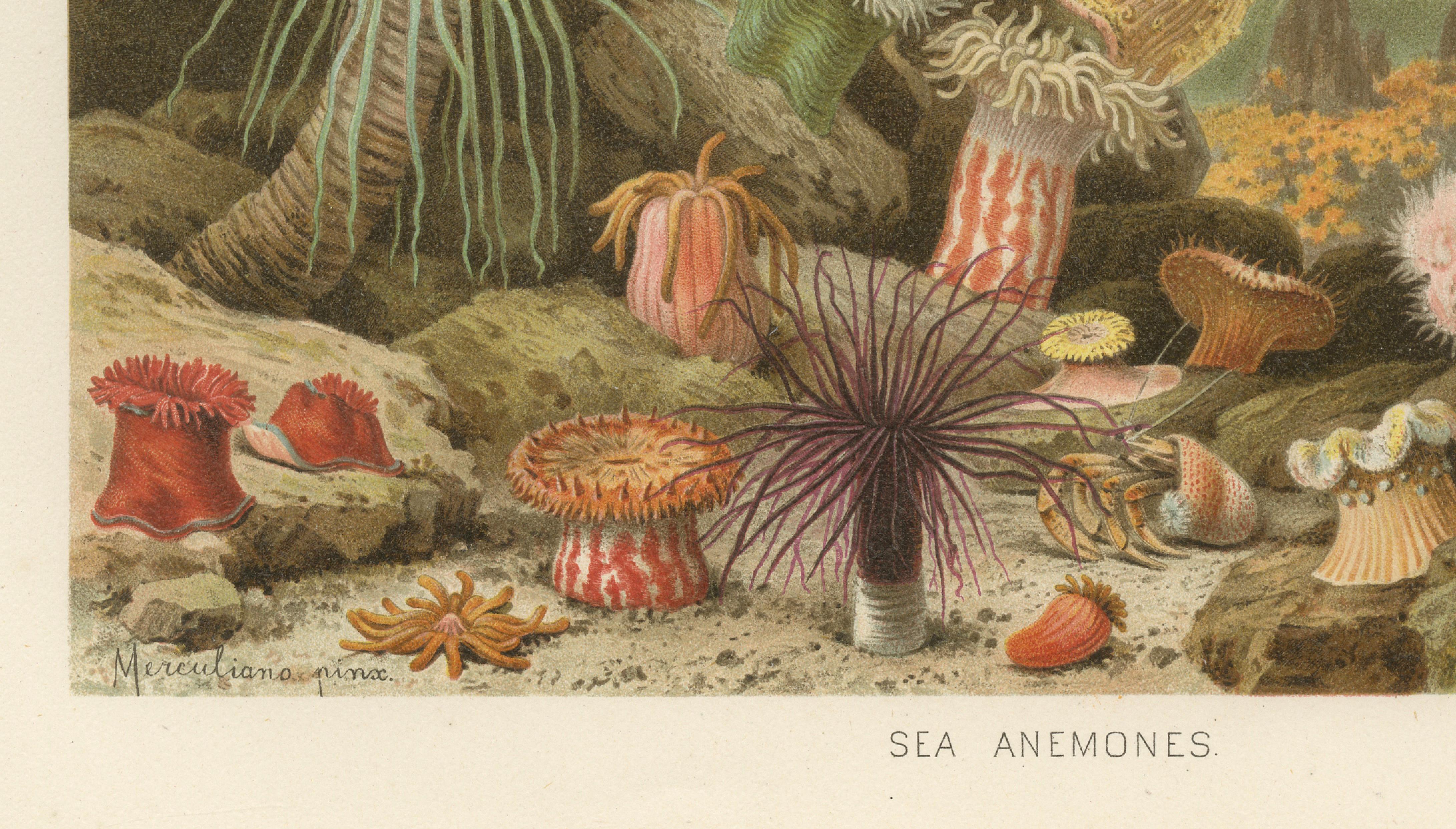 Sea Anemones – Colorful Marine Invertebrates, Royal Natural History, 1896