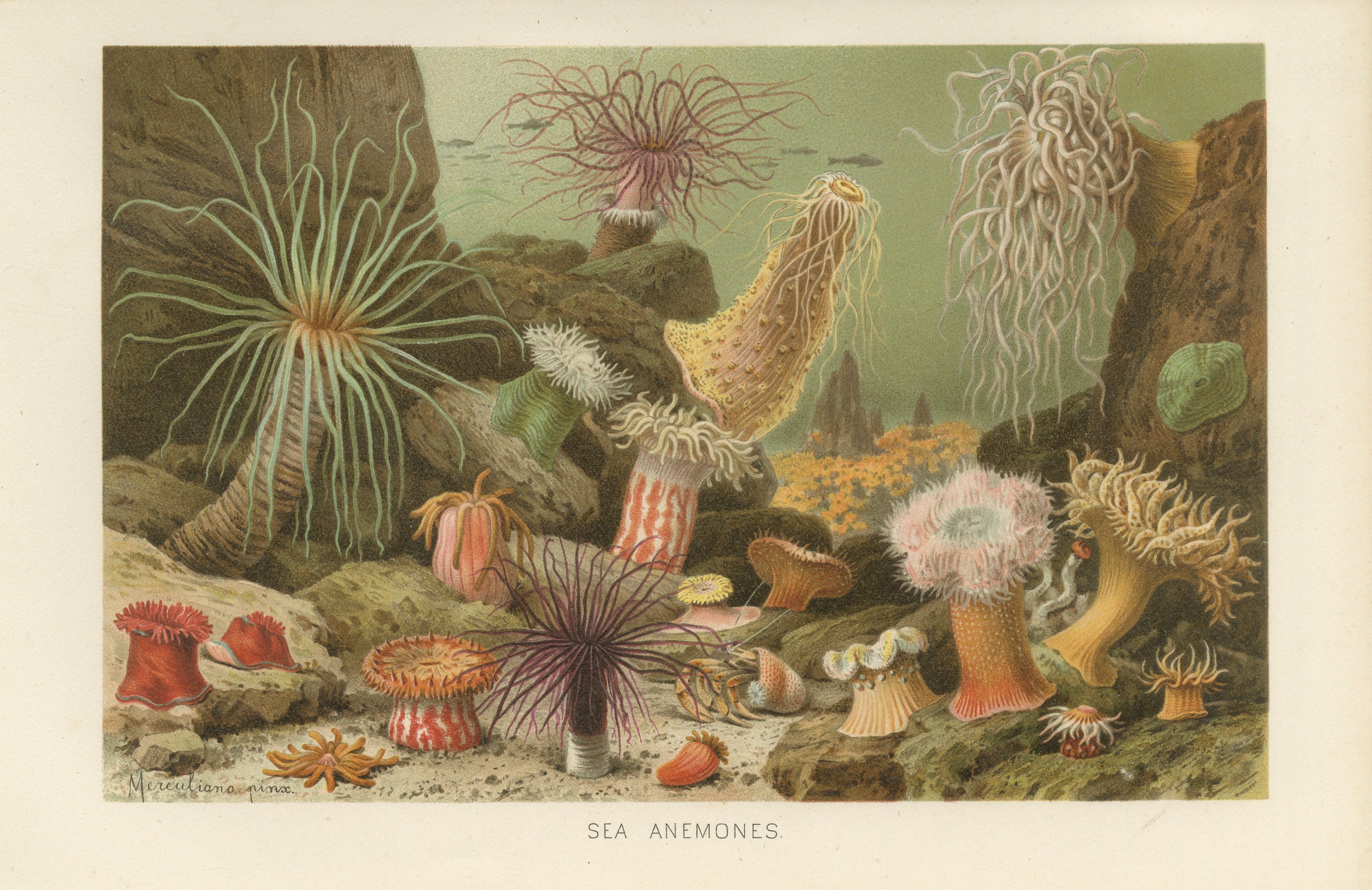 Sea Anemones – Colorful Marine Invertebrates, Royal Natural History, 1896