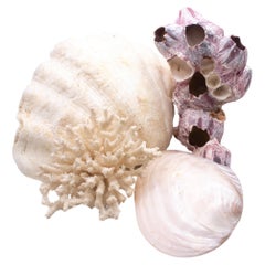 Sea Collection Of Four Decorative Specimens Of Maritime Natural Formations