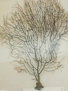 Natures Beauty Organic Modernity Sea Coral Brunch encadré