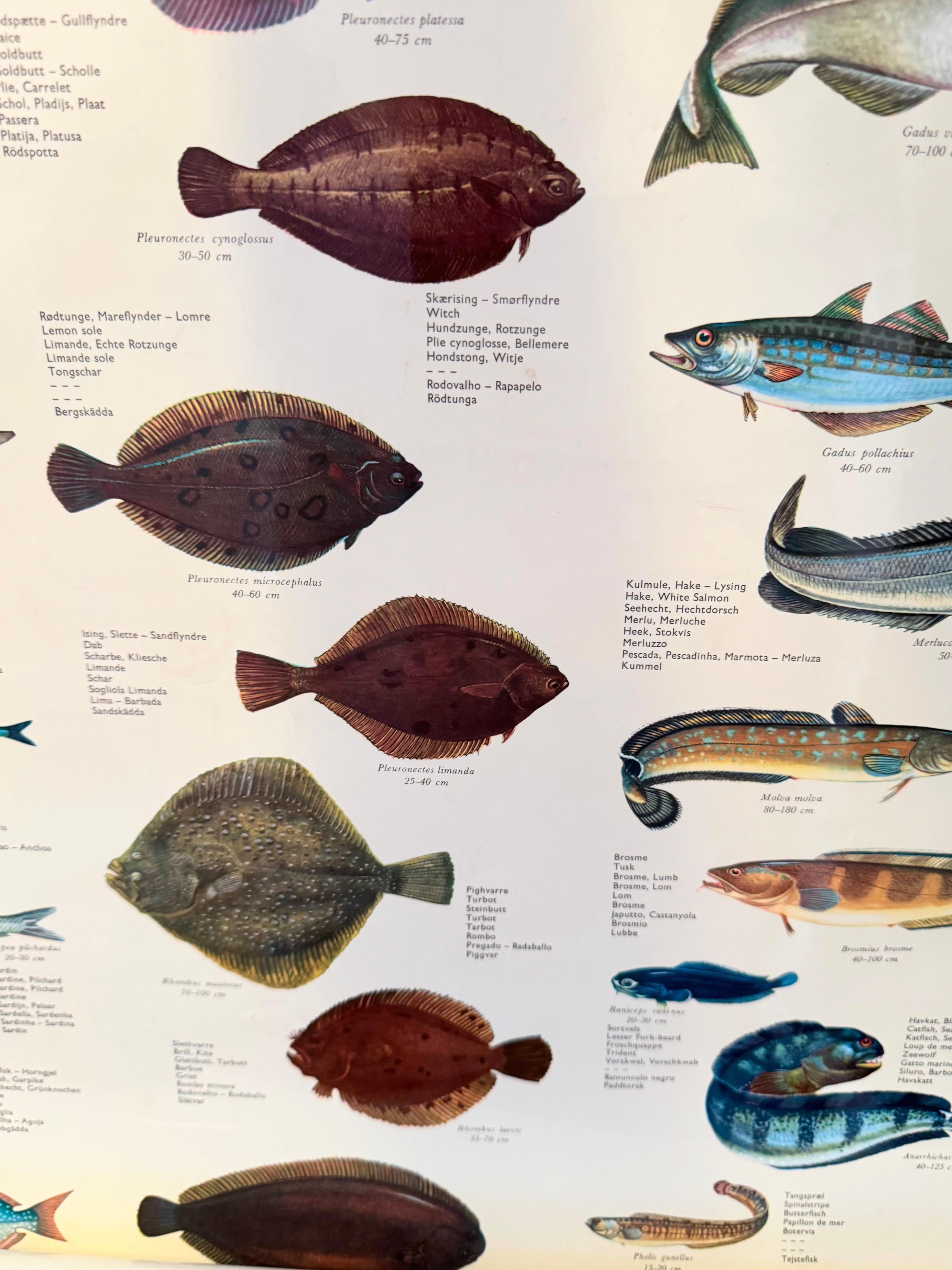 Sel de poisson de mervandsfisk  Tableau mural à impression d'affiches enroulables, Danemark, années 1960 en vente 3