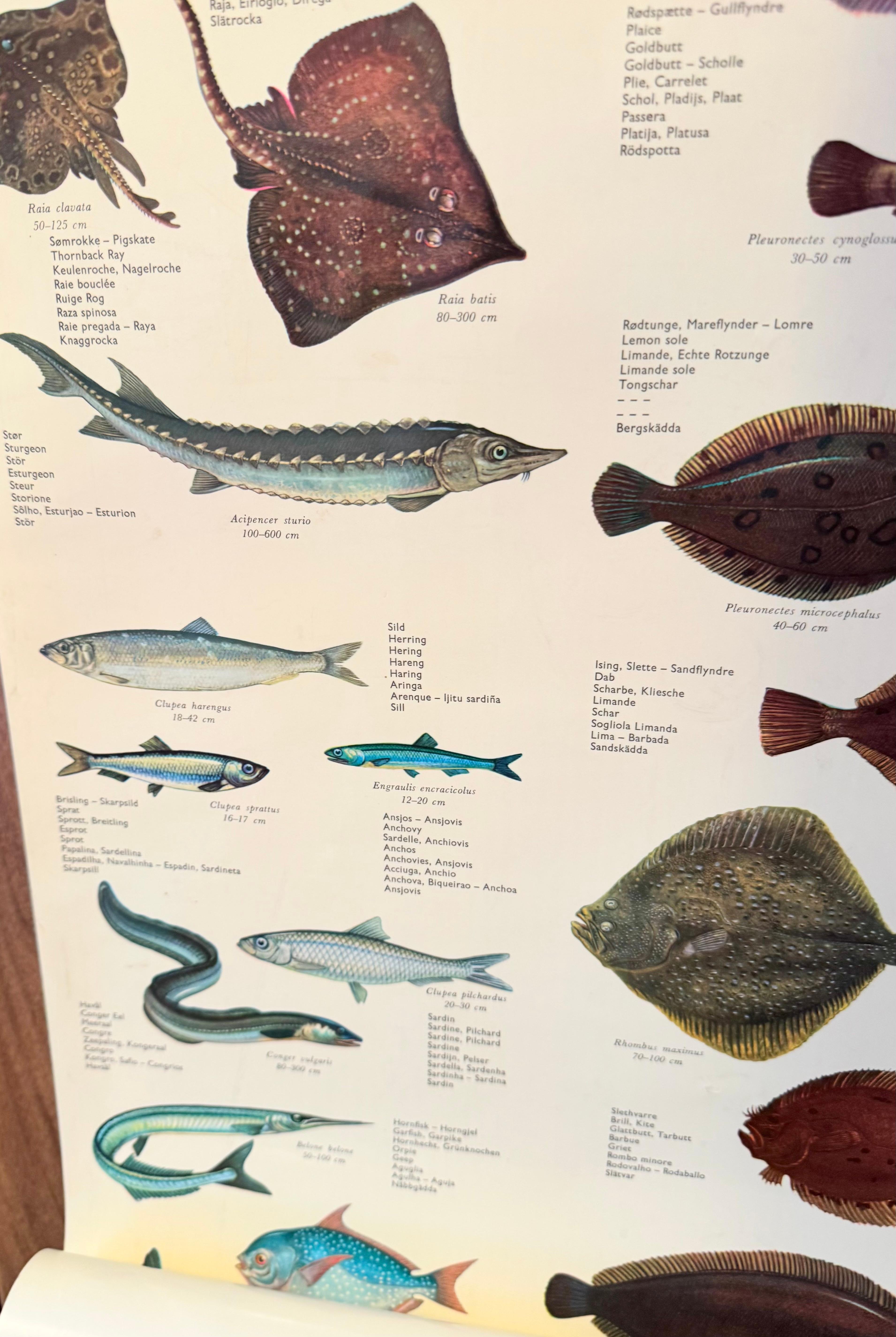 Sel de poisson de mervandsfisk  Tableau mural à impression d'affiches enroulables, Danemark, années 1960 en vente 4