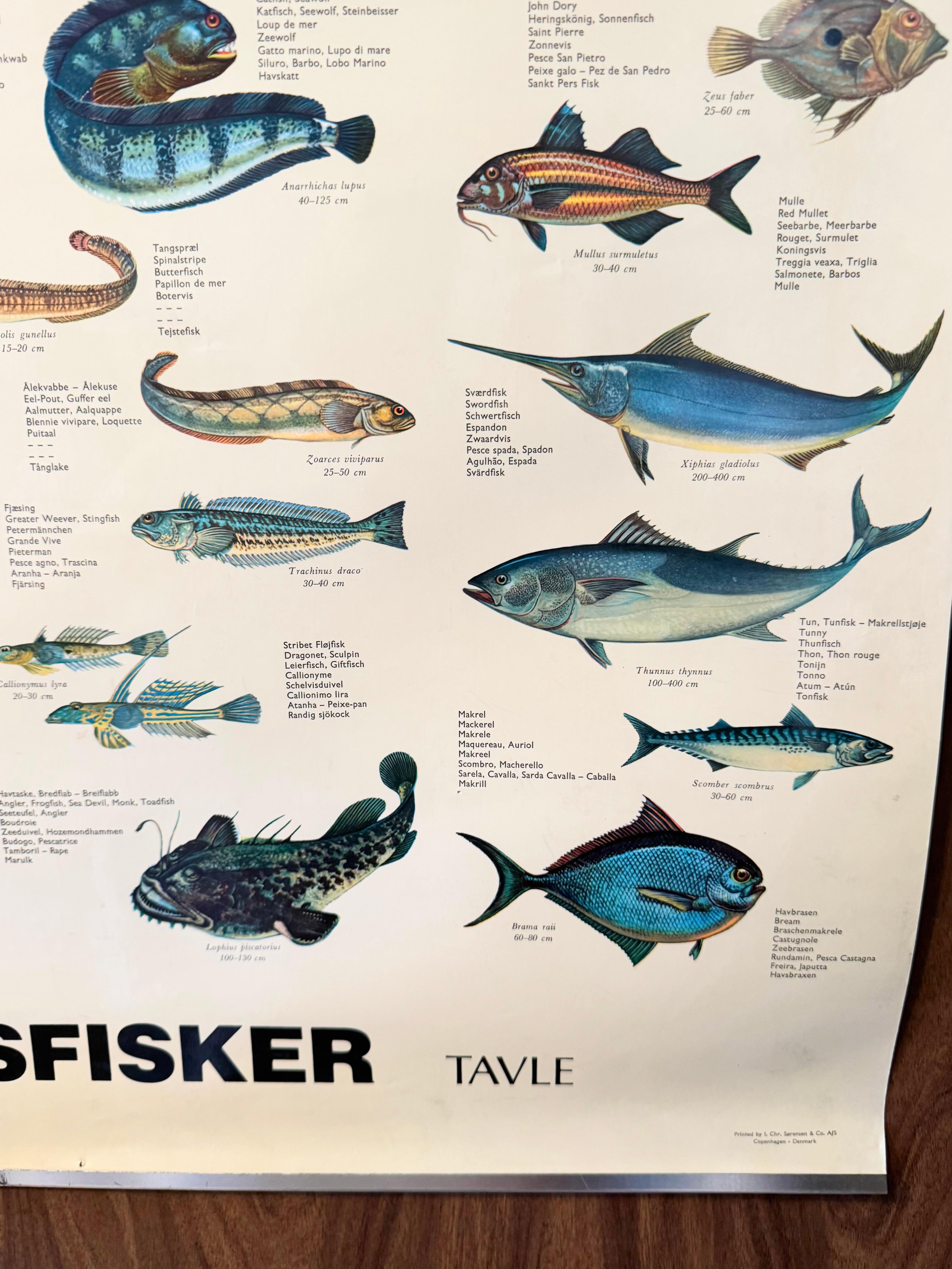 Sel de poisson de mervandsfisk  Tableau mural à impression d'affiches enroulables, Danemark, années 1960 en vente 5