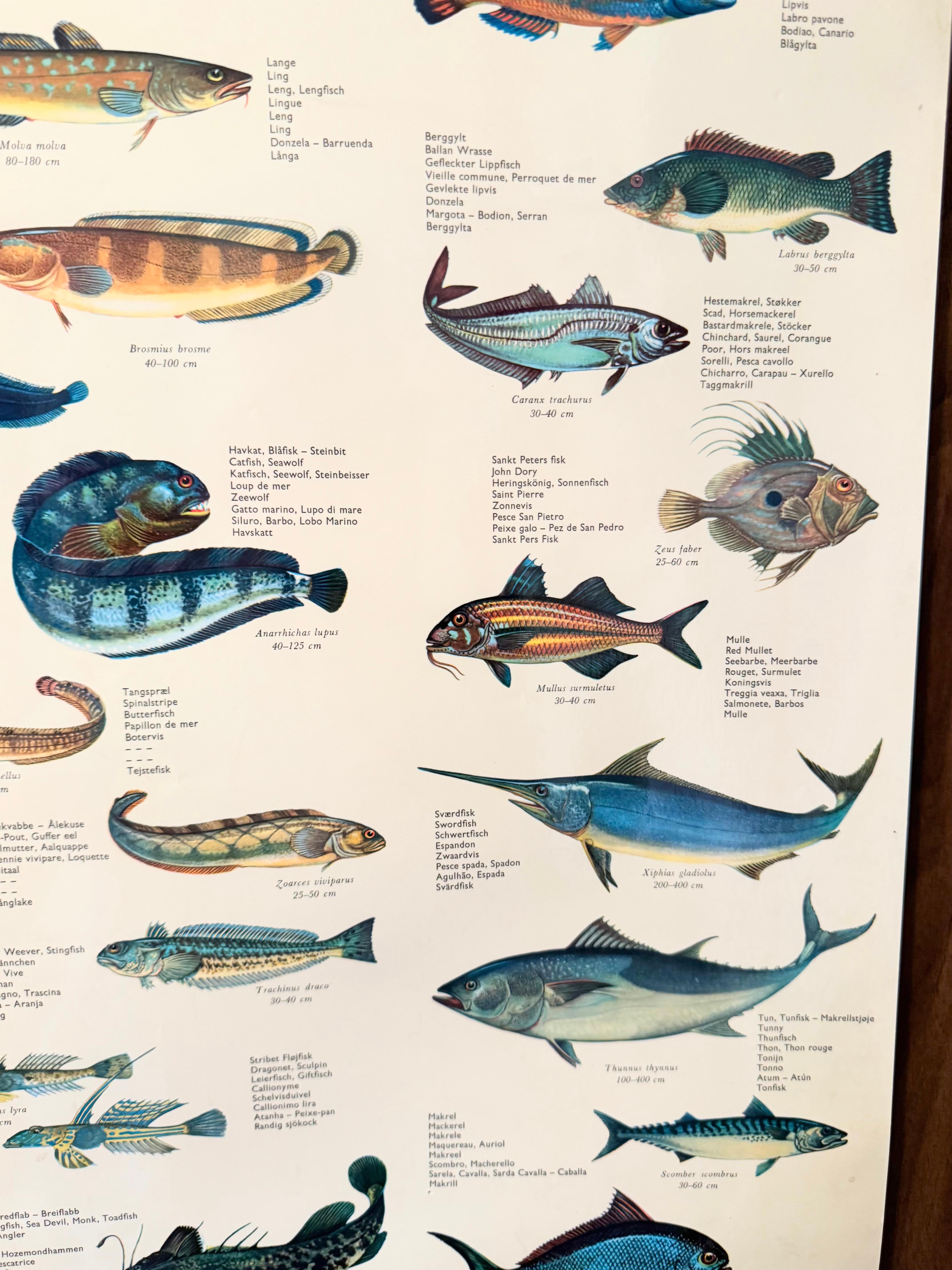 Sel de poisson de mervandsfisk  Tableau mural à impression d'affiches enroulables, Danemark, années 1960 en vente 6