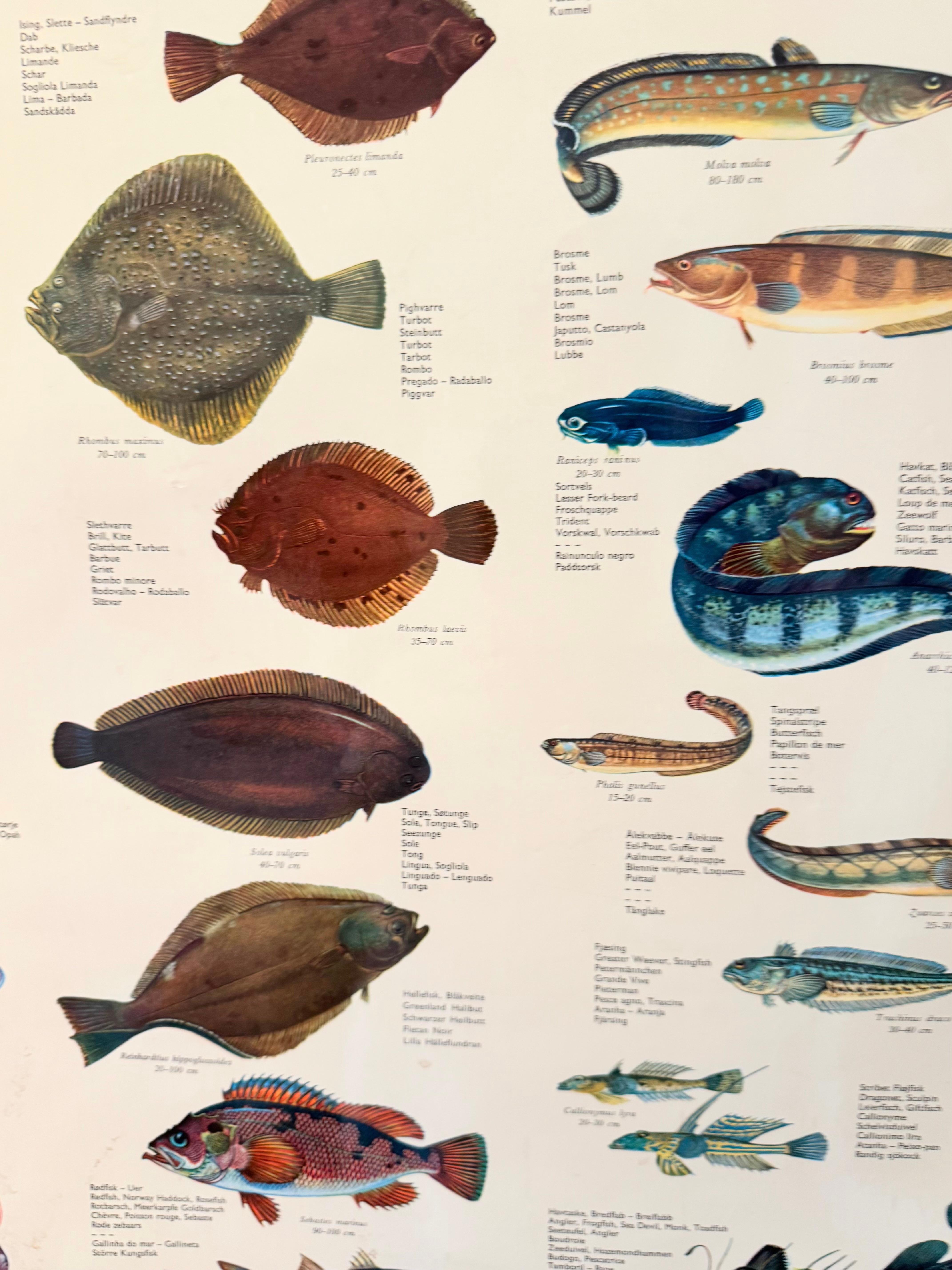 Sel de poisson de mervandsfisk  Tableau mural à impression d'affiches enroulables, Danemark, années 1960 en vente 7