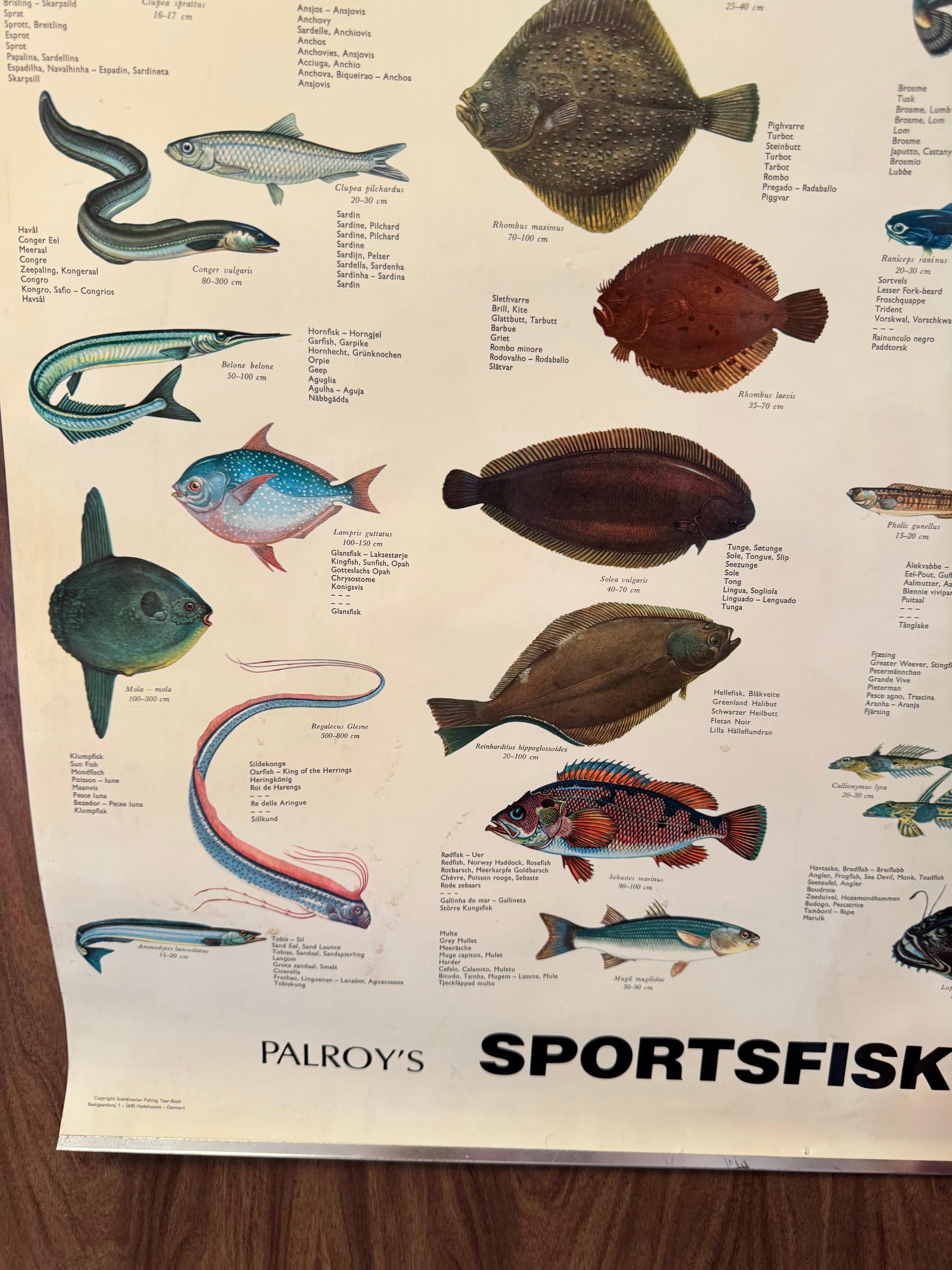 Sel de poisson de mervandsfisk  Tableau mural à impression d'affiches enroulables, Danemark, années 1960 en vente 10