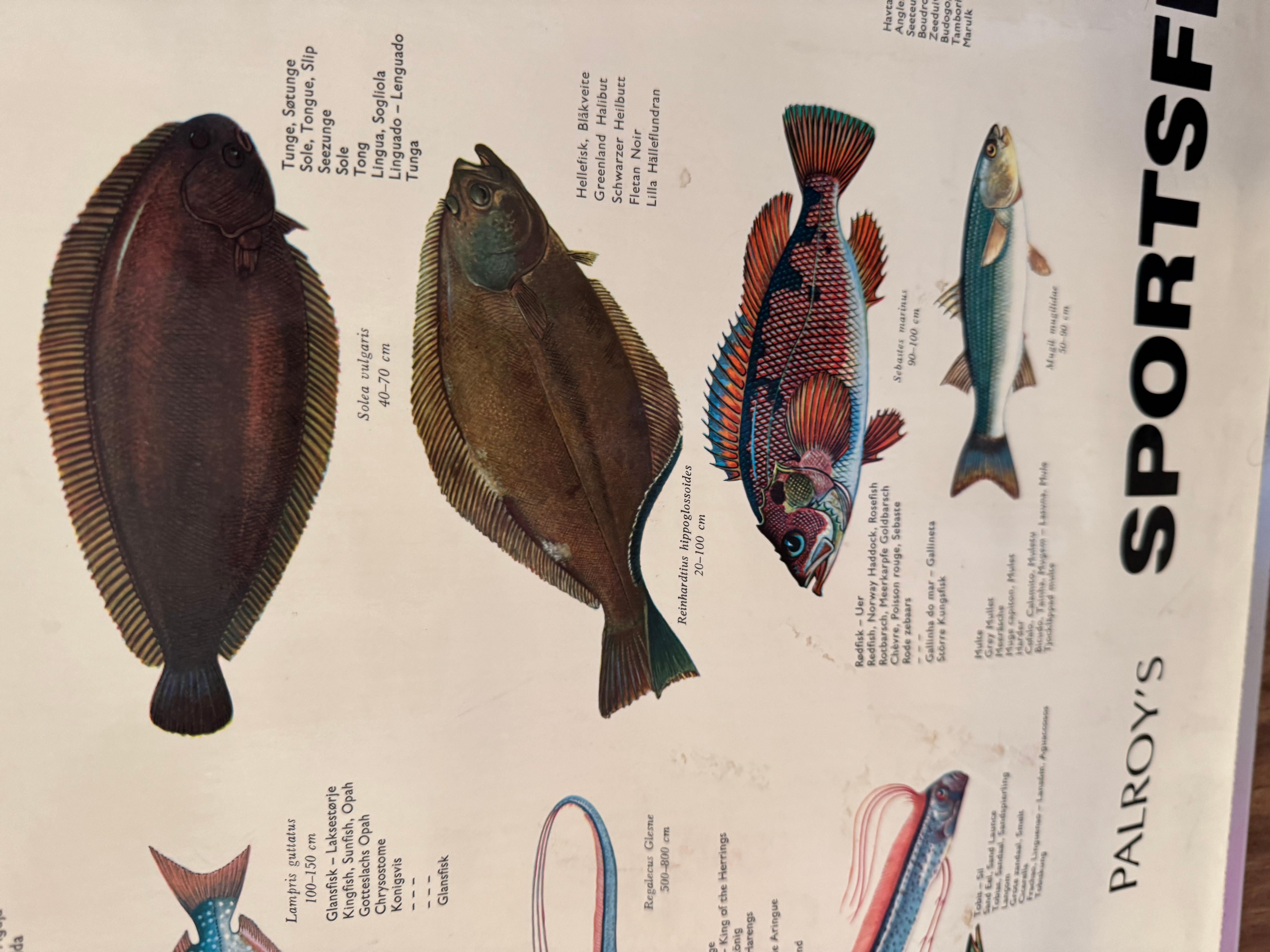 Sel de poisson de mervandsfisk  Tableau mural à impression d'affiches enroulables, Danemark, années 1960 en vente 11