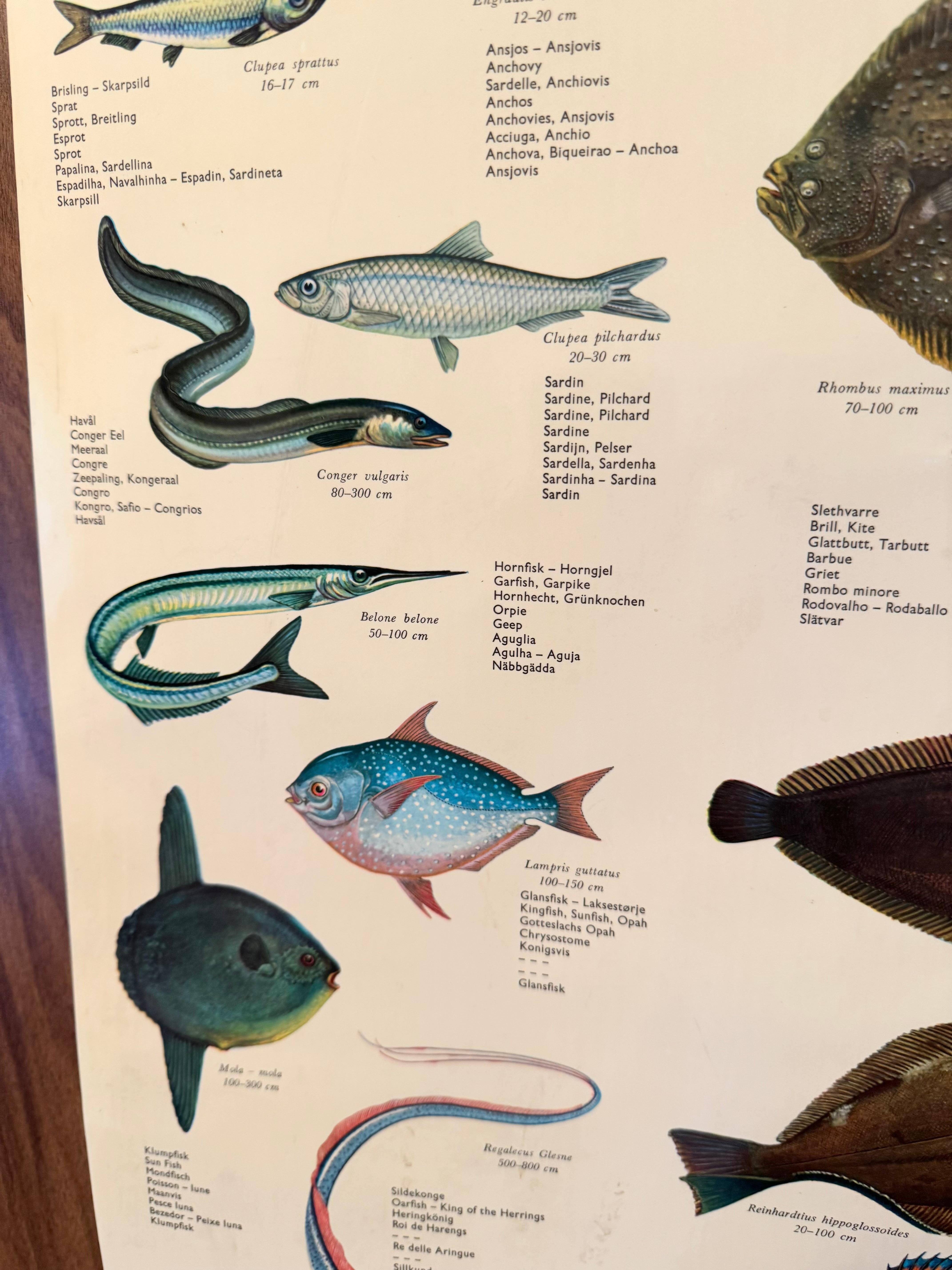 Sel de poisson de mervandsfisk  Tableau mural à impression d'affiches enroulables, Danemark, années 1960 en vente 12