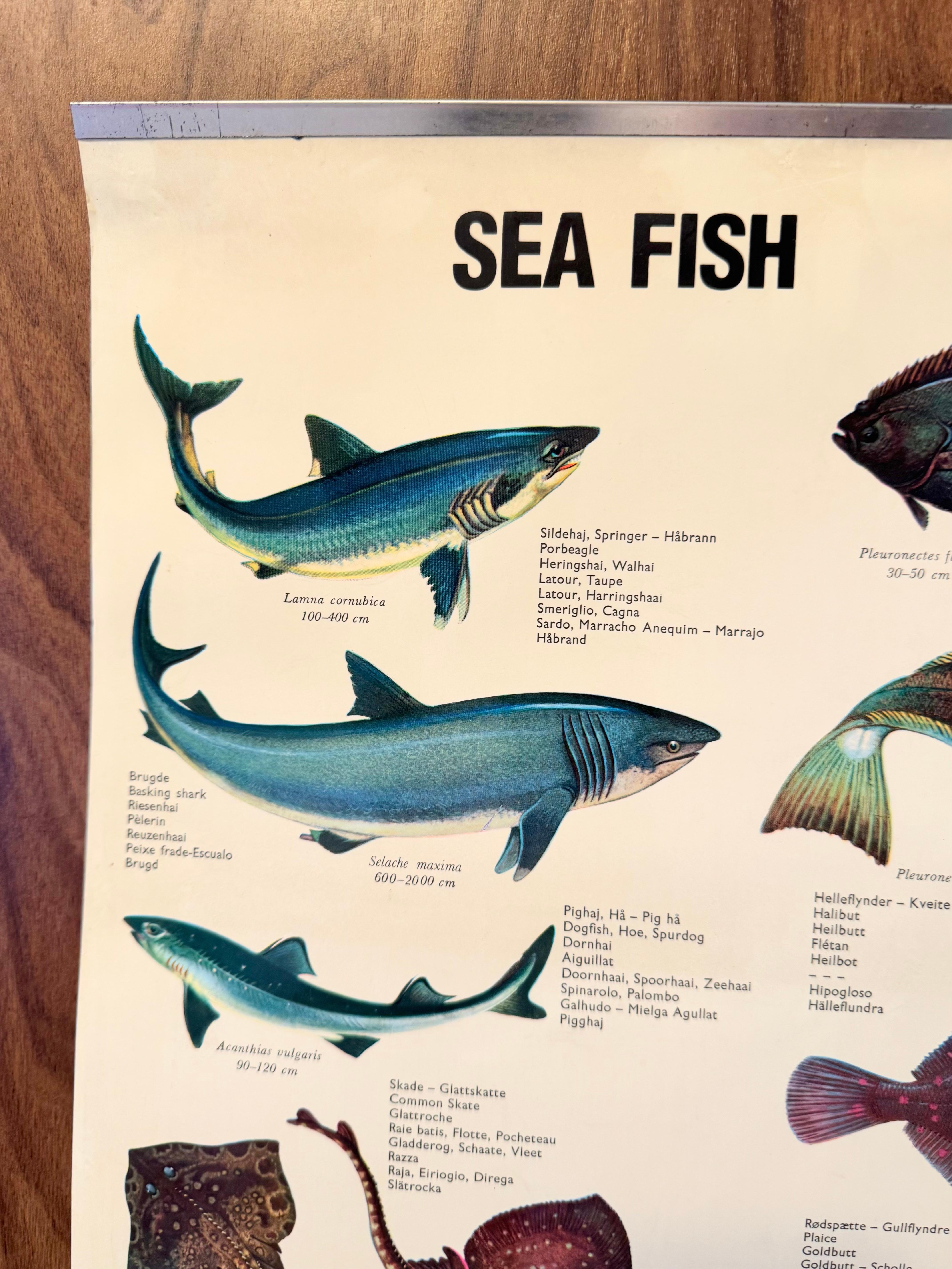 Ce tableau mural vintage rare montre différents types de poissons de mer, originaires du centre de l'Europe. Ce type de tableaux muraux est utilisé comme matériel pédagogique dans les écoles allemandes ou les écoles de plongée. Impression colorée