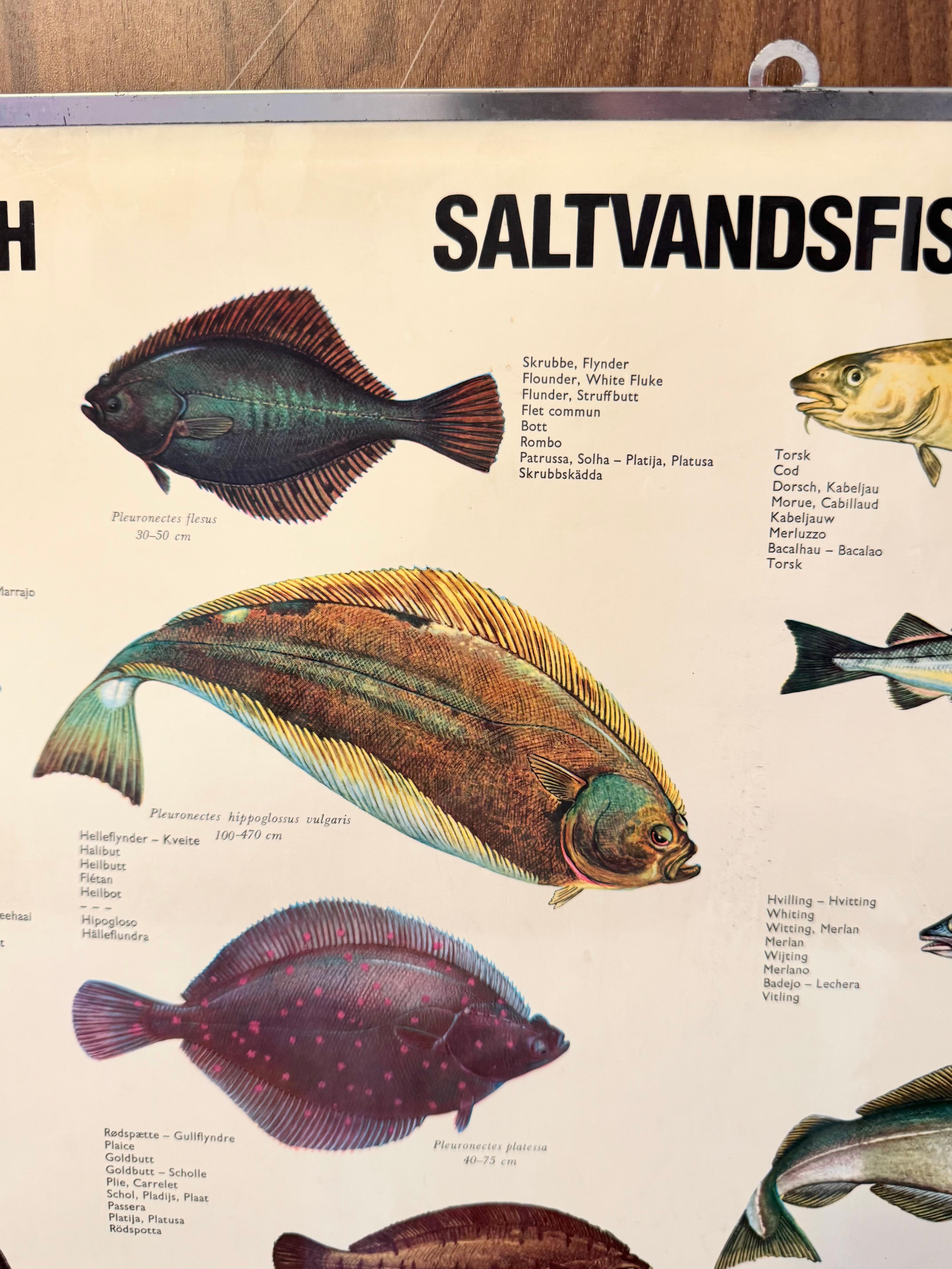 Mid-Century Modern Sel de poisson de mervandsfisk  Tableau mural à impression d'affiches enroulables, Danemark, années 1960 en vente