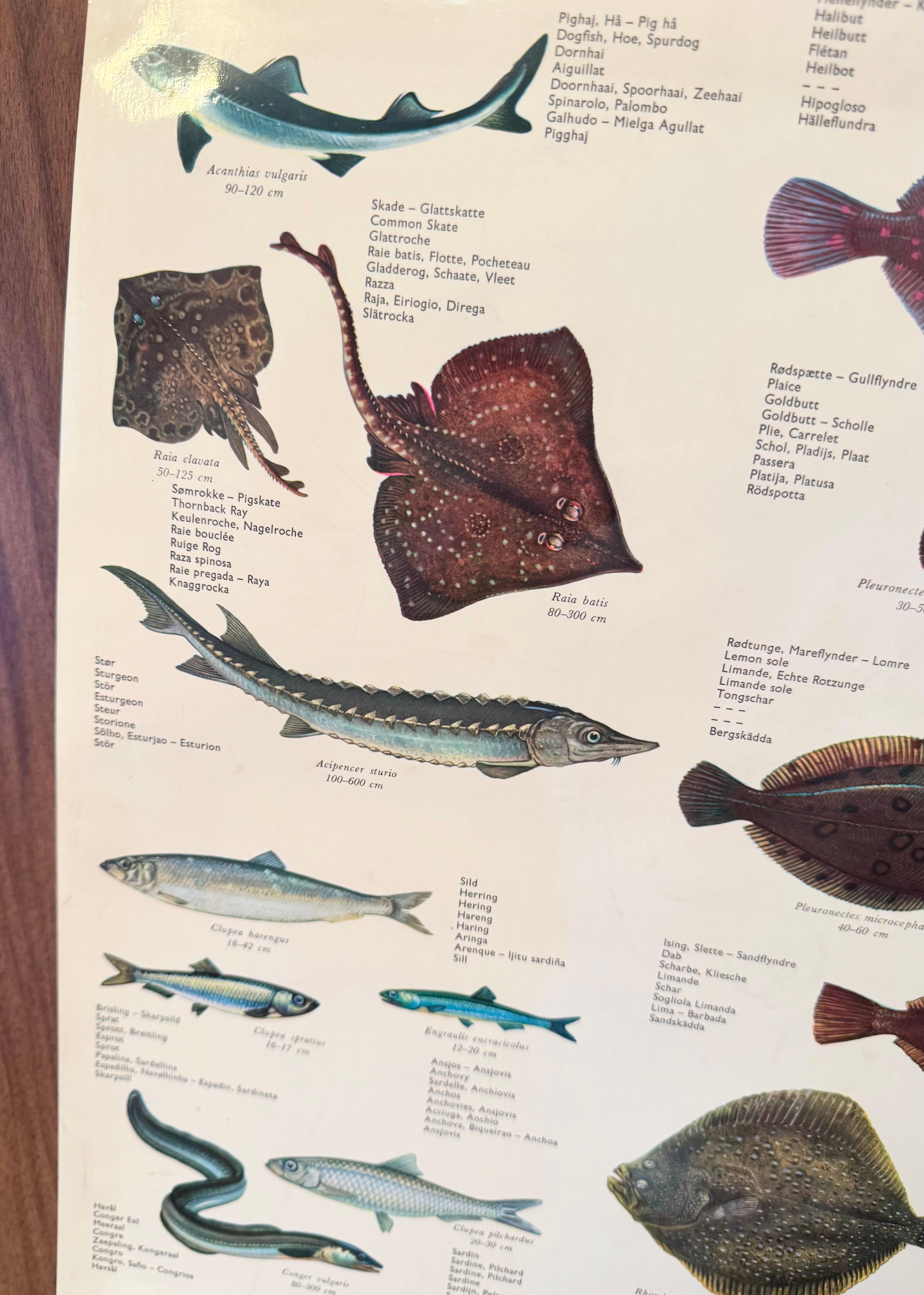 Allemand Sel de poisson de mervandsfisk  Tableau mural à impression d'affiches enroulables, Danemark, années 1960 en vente