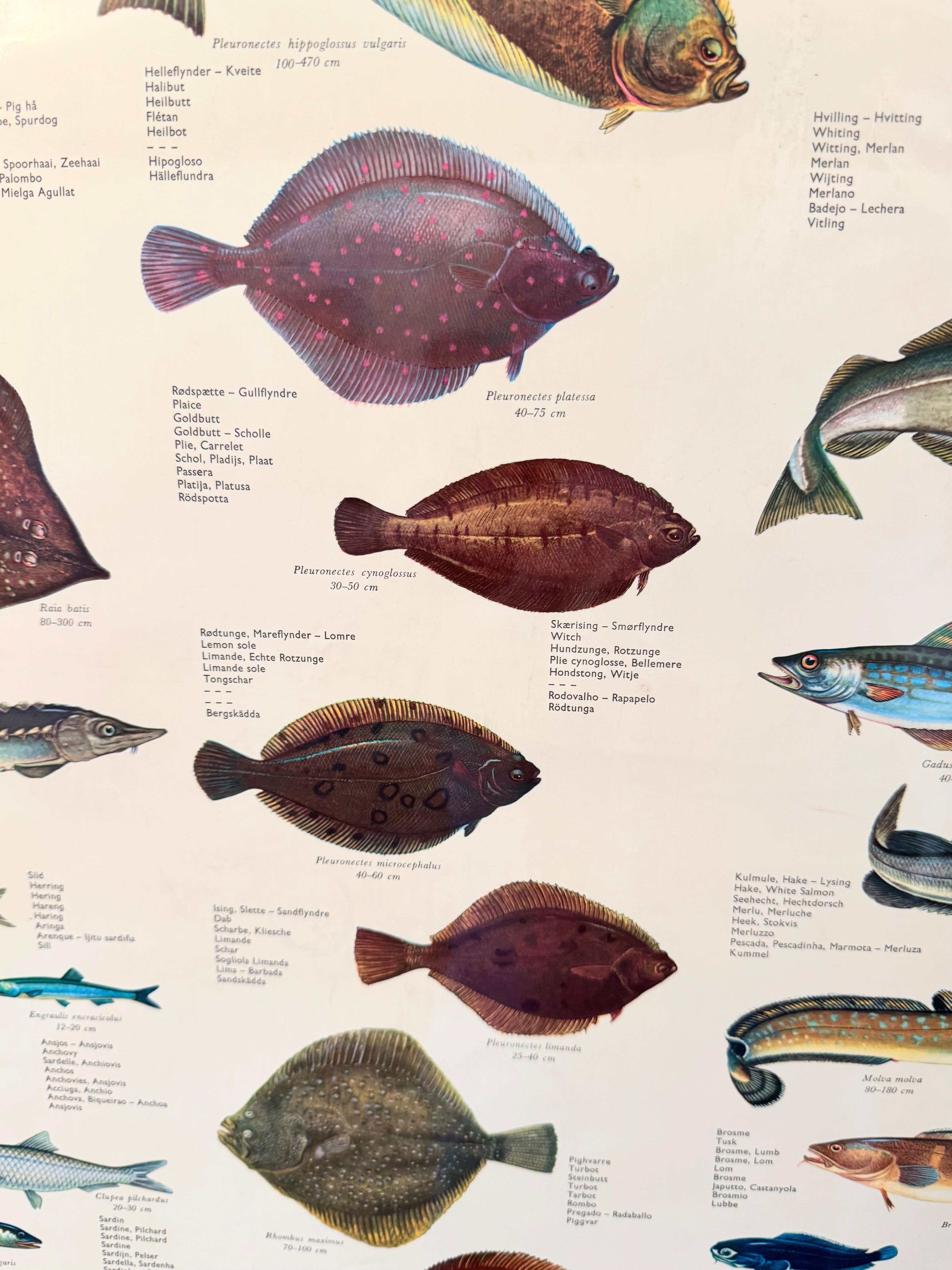Sel de poisson de mervandsfisk  Tableau mural à impression d'affiches enroulables, Danemark, années 1960 Bon état - En vente à Nuernberg, DE