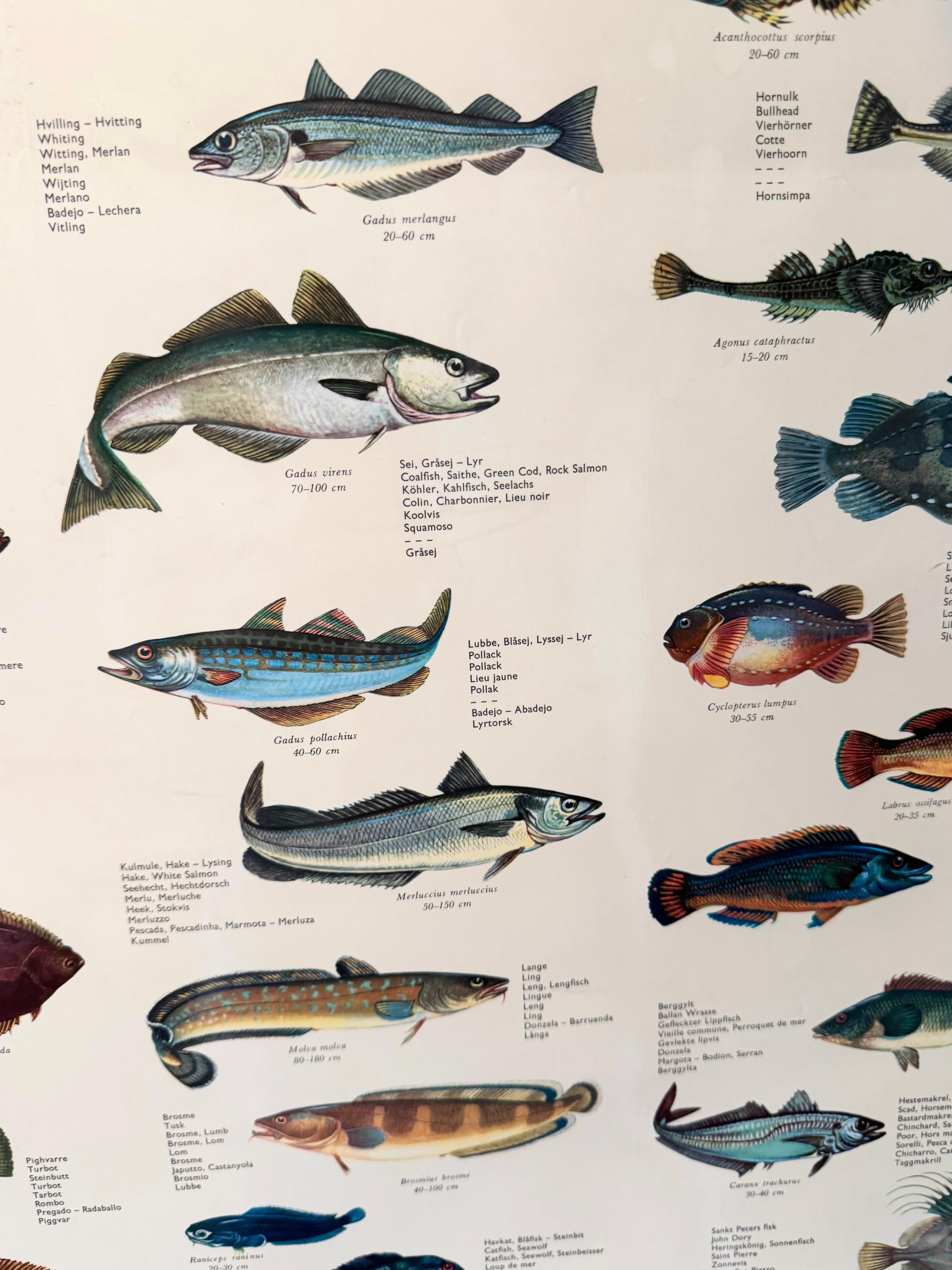 Milieu du XXe siècle Sel de poisson de mervandsfisk  Tableau mural à impression d'affiches enroulables, Danemark, années 1960 en vente