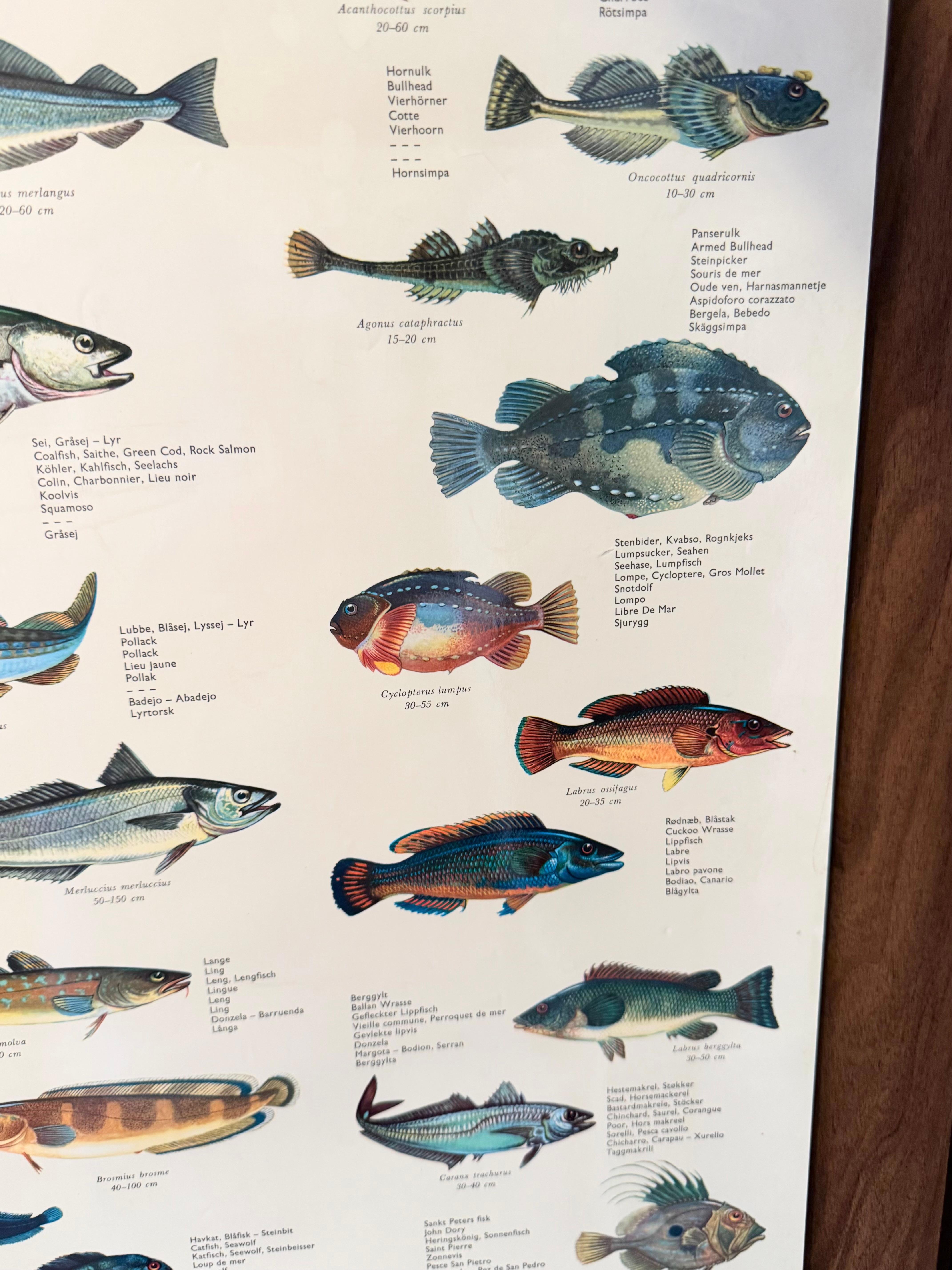 Aluminium Sel de poisson de mervandsfisk  Tableau mural à impression d'affiches enroulables, Danemark, années 1960 en vente
