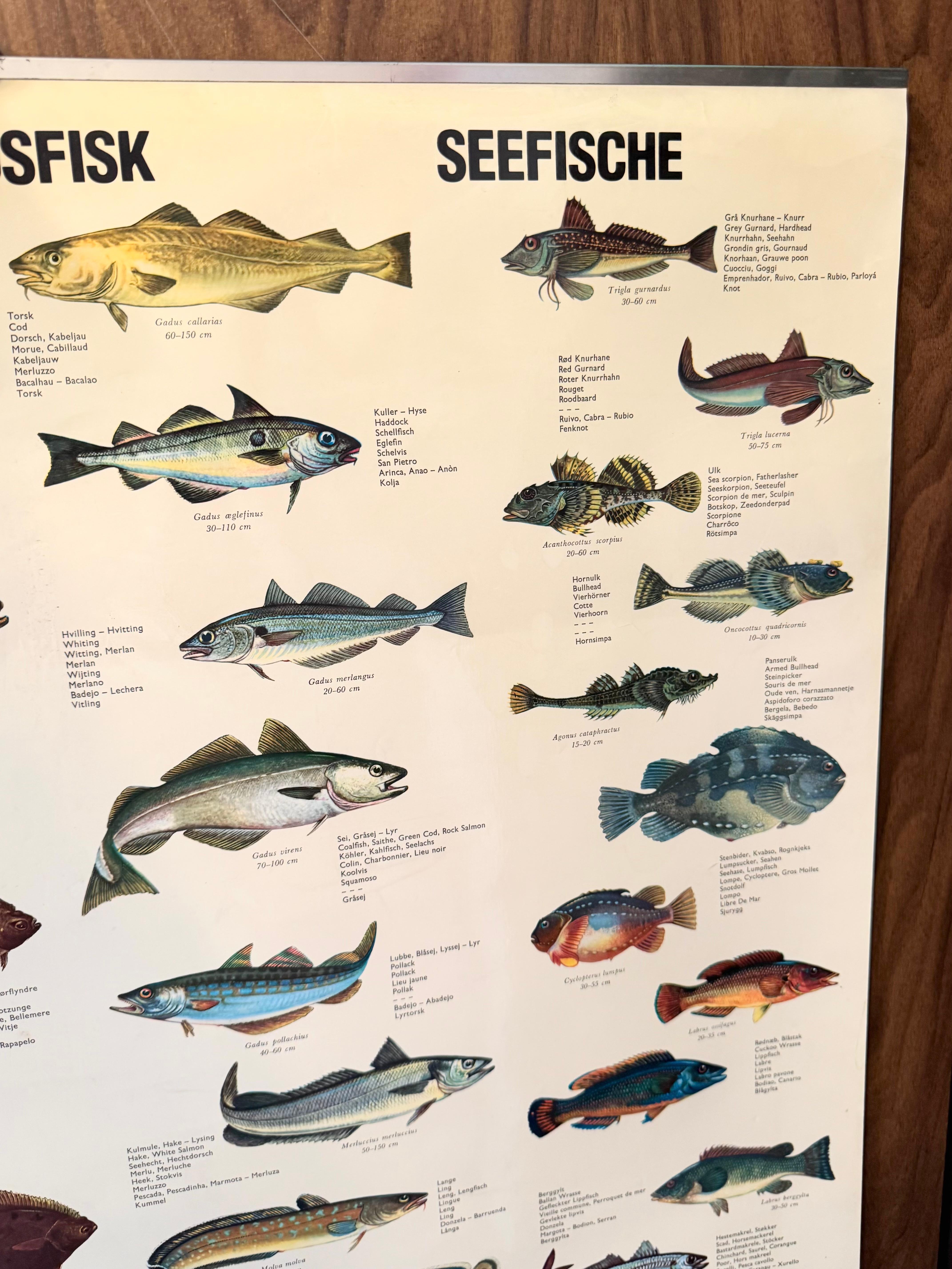 Sel de poisson de mervandsfisk  Tableau mural à impression d'affiches enroulables, Danemark, années 1960 en vente 1