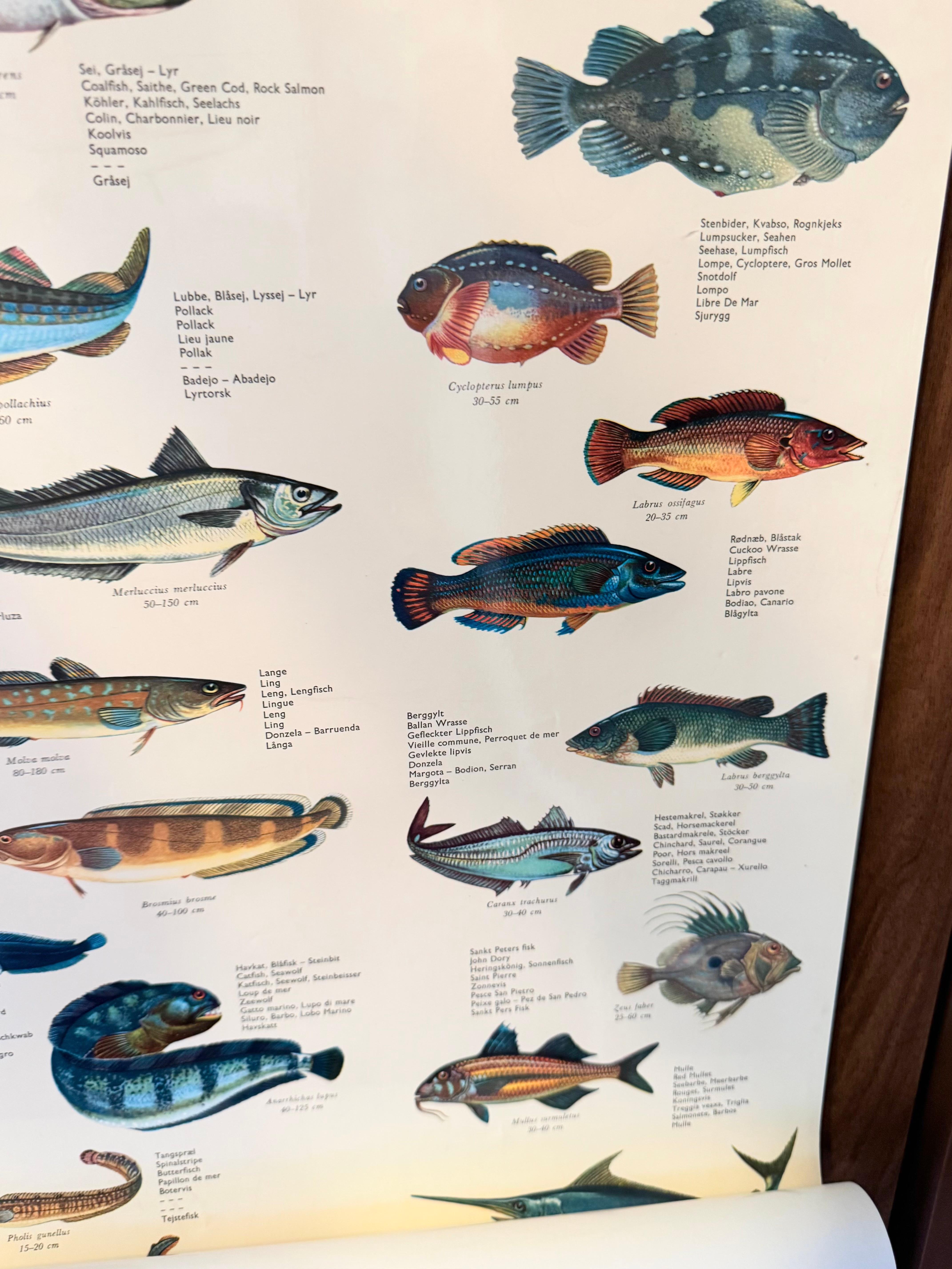 Sel de poisson de mervandsfisk  Tableau mural à impression d'affiches enroulables, Danemark, années 1960 en vente 2