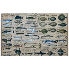 Sea Fish, Vintage Wall Chart