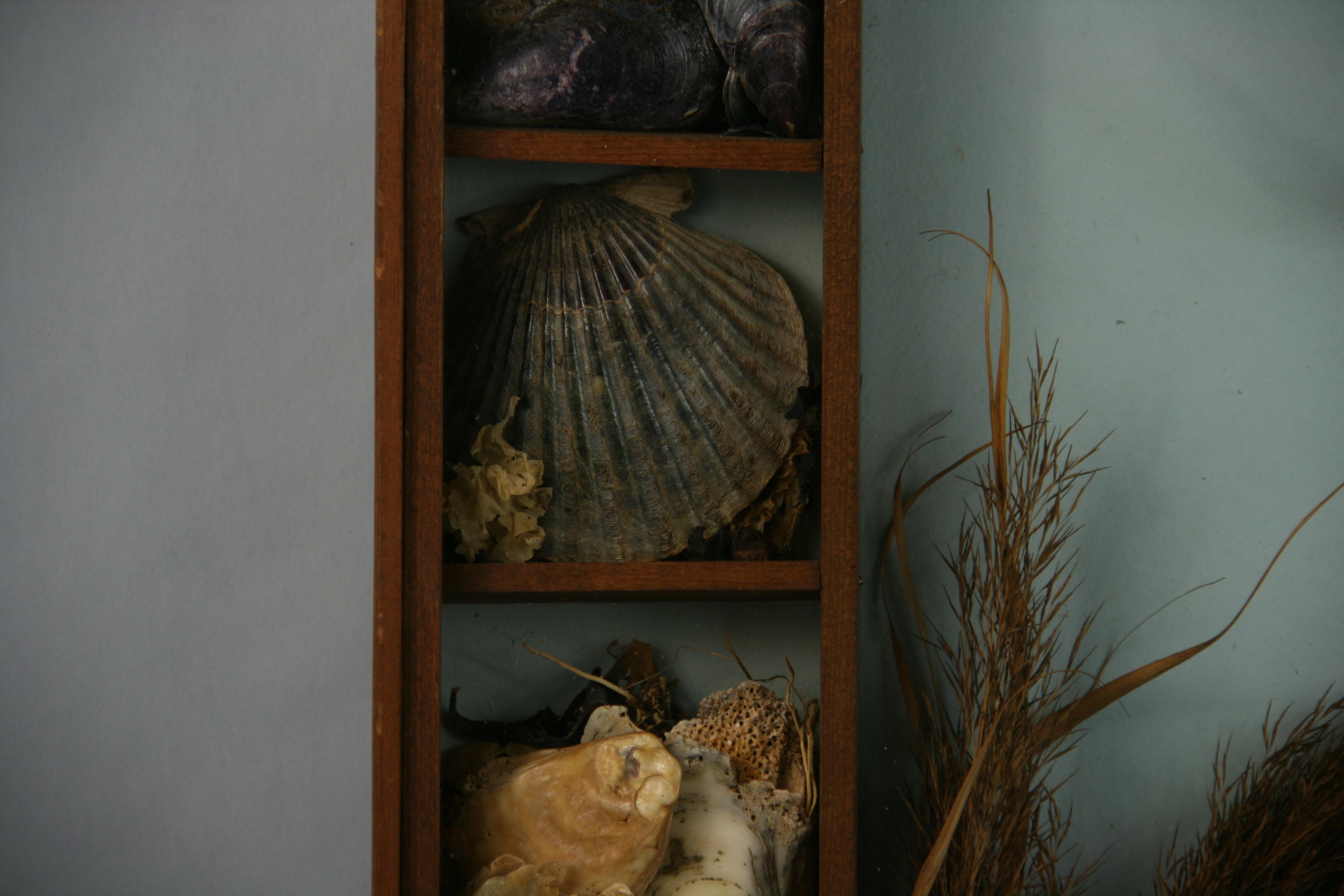 Sea Life and Shell Diorama /Schalenschachtel im Angebot 5