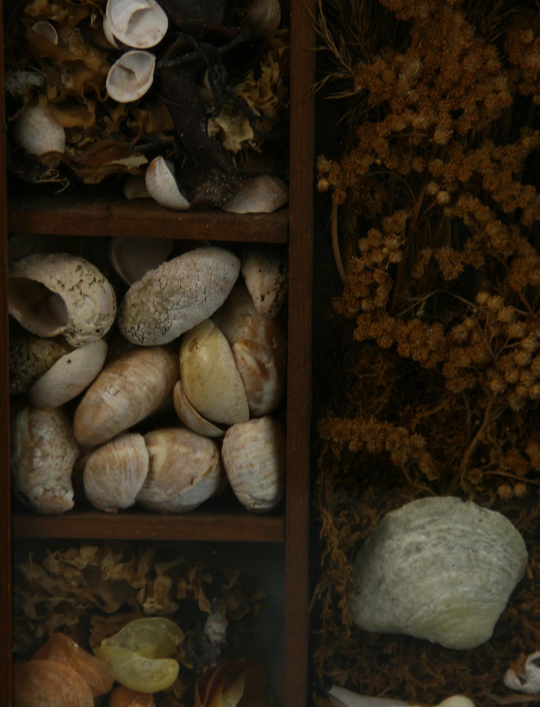 Boîte Diorama/Boîte d'ombre « Sea Life and Shell » en vente 7