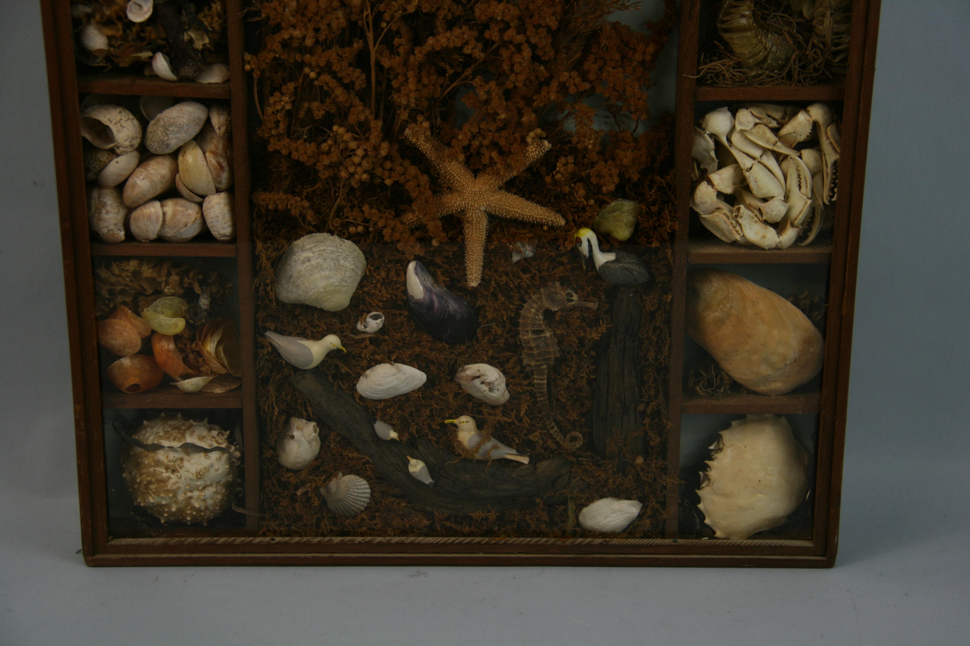 Sea Life and Shell Diorama /Schalenschachtel im Angebot 8