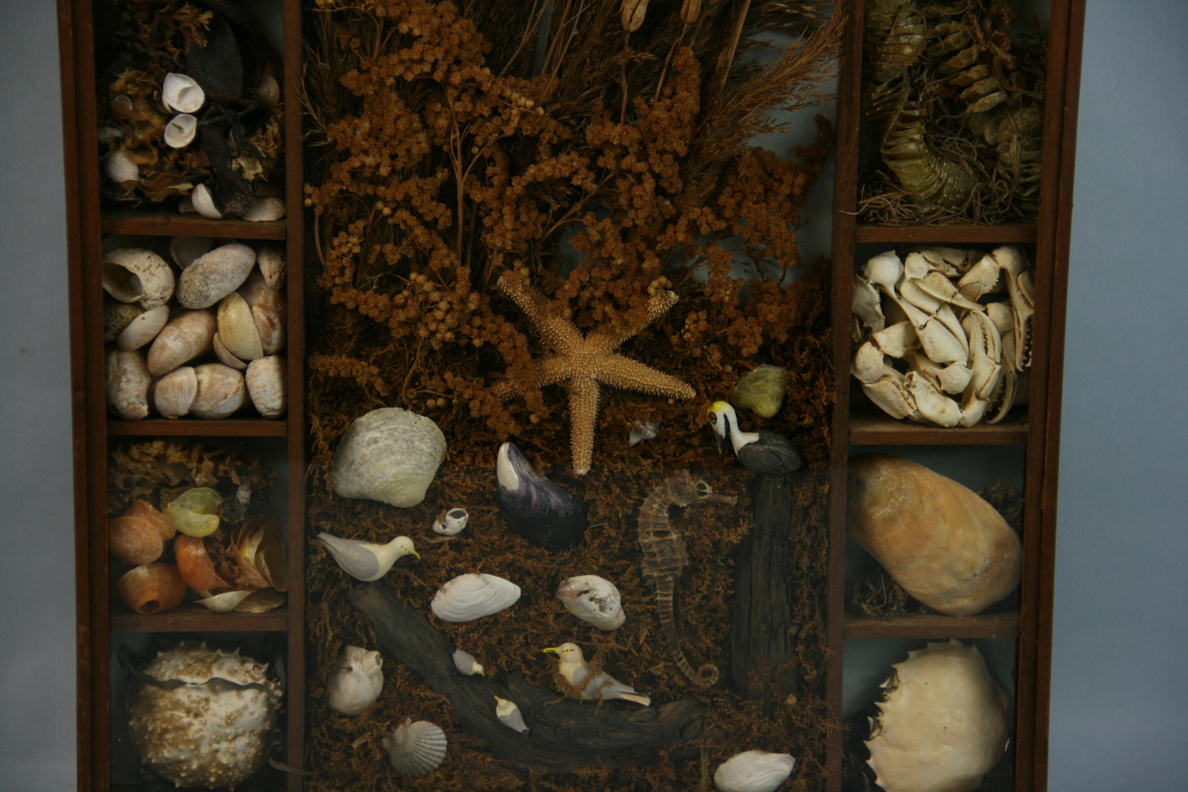 Sea Life and Shell Diorama /Shadow Box In Good Condition For Sale In Douglas Manor, NY