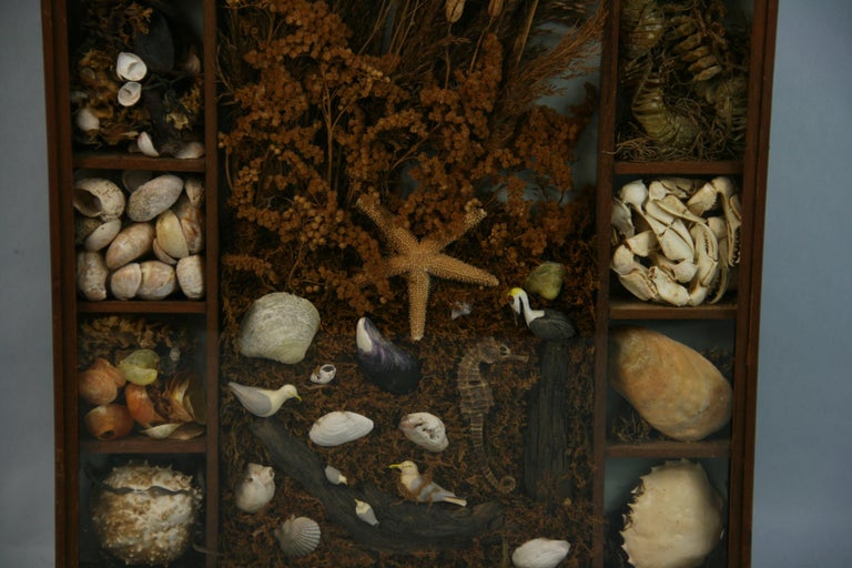 Sea Life and Shell Diorama /Shadow Box For Sale 2
