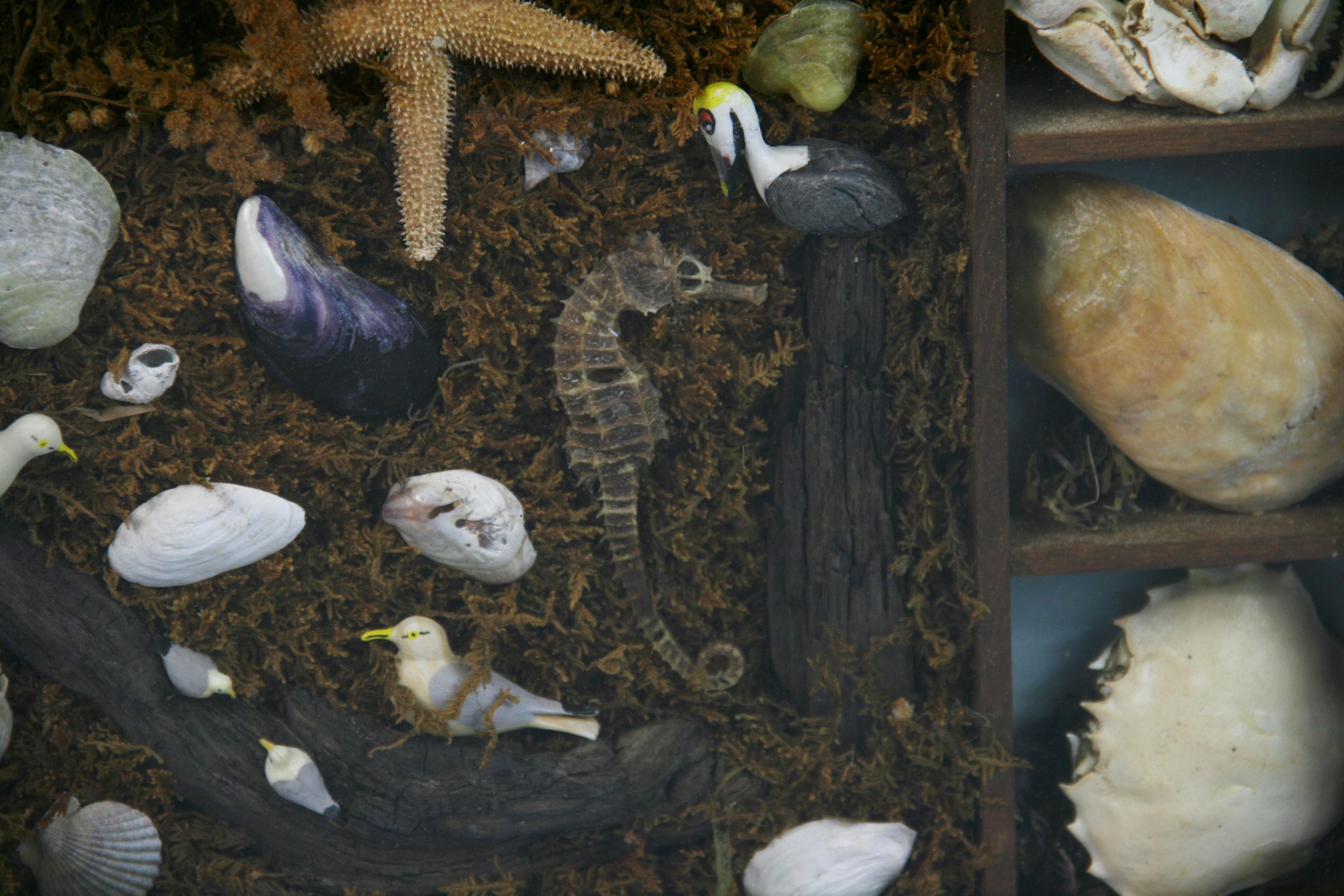 Sea Life and Shell Diorama /Schalenschachtel im Angebot 2