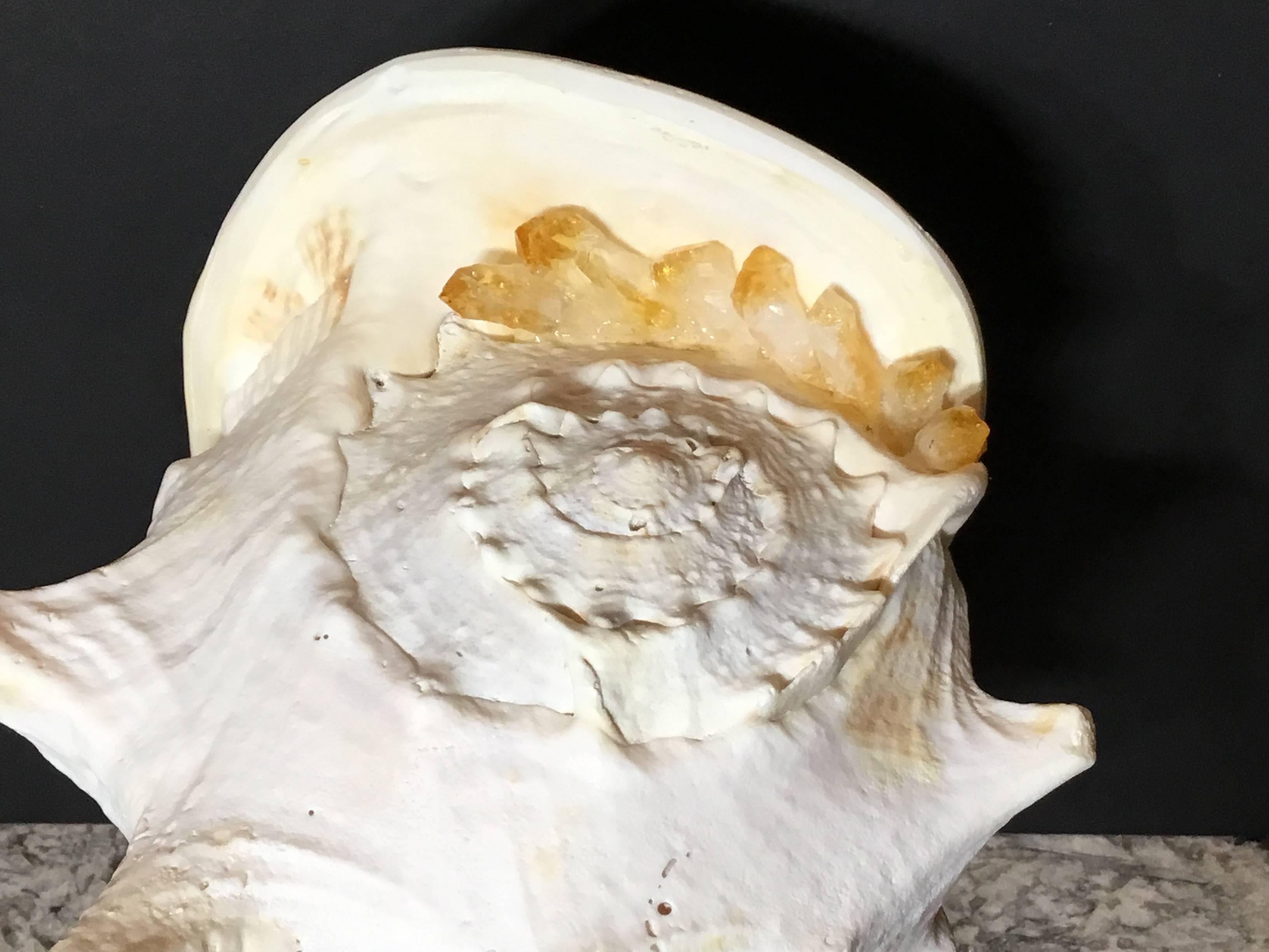 Sea Shell And Quartz Crystal Citrine 9