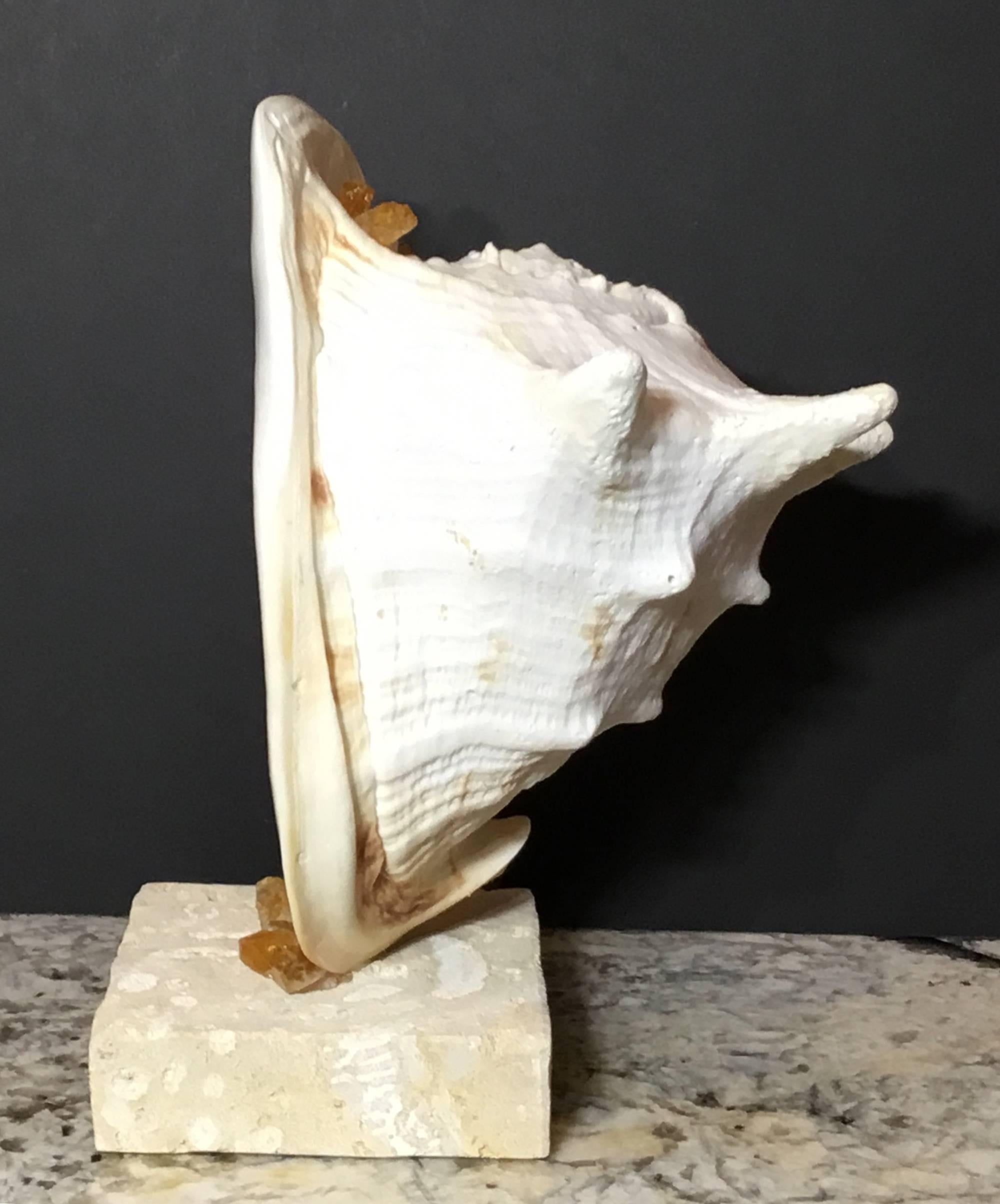 Sea Shell And Quartz Crystal Citrine 11