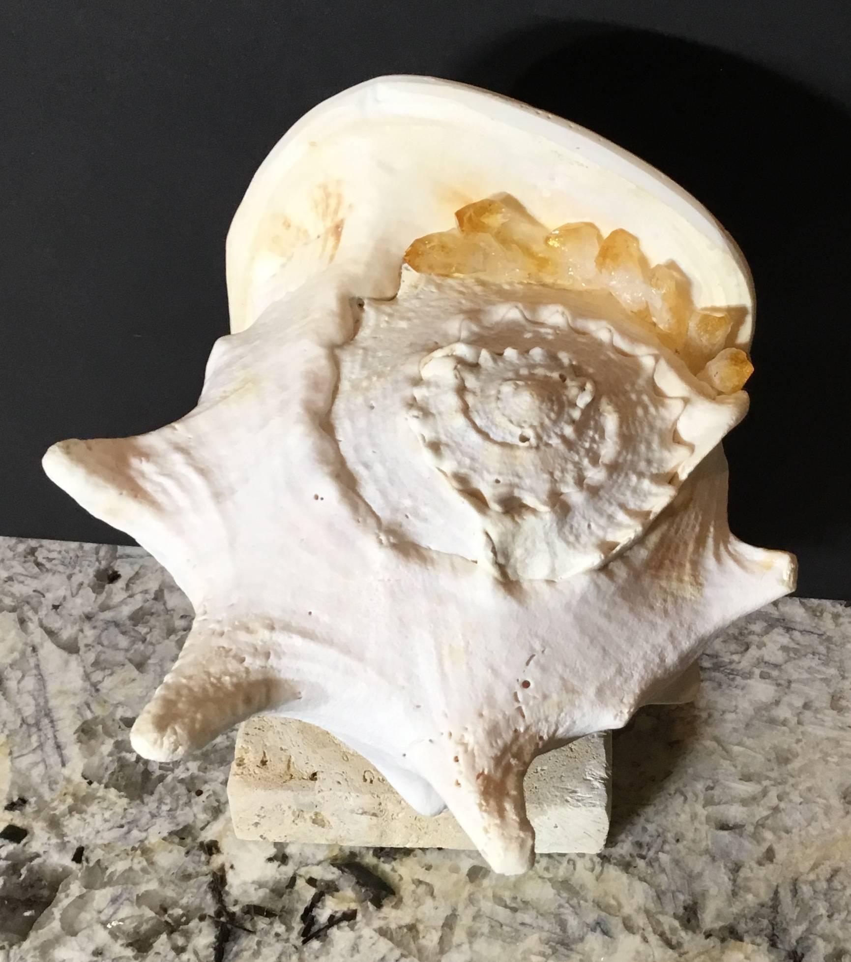 Fantastic Atlantic sea shell professionally mounted on a natural coral base, artistically hand embedded with citrine crystal pieces that make beautiful one of a kind object of art for display.
